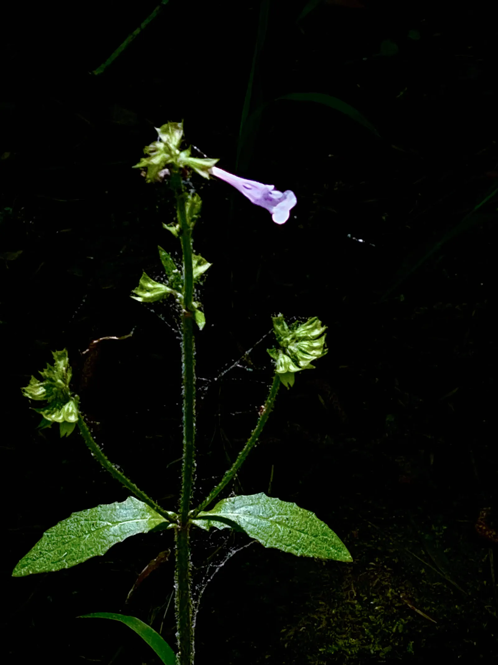 Lyreleaf Sage (Salvia Lyrata) — Exhibiting striking lyre-shaped leaves and delicate blue-violet flowers; which can span 2 to 6 inches in length, image 60