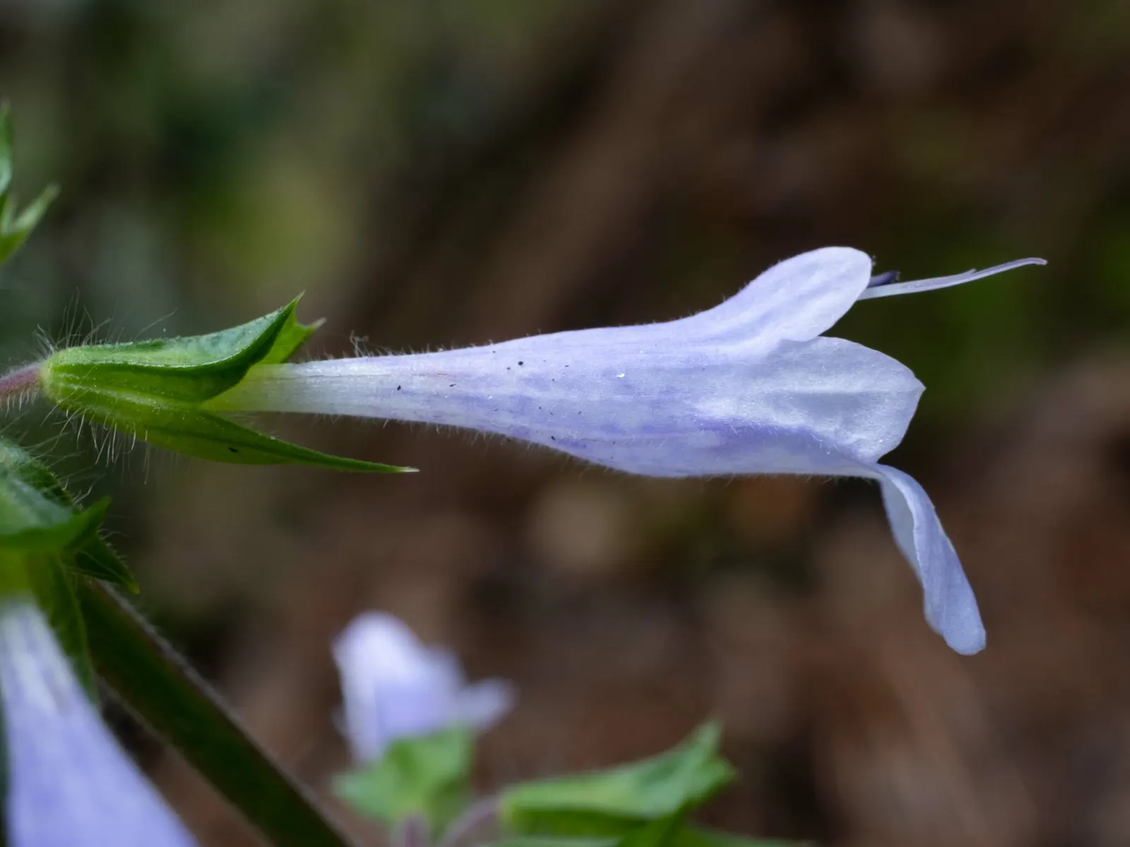 Lyreleaf Sage (Salvia Lyrata) — adds visual interest throughout the growing season; lyreleaf Sage, Salvia lyrata, a North American native perennial, thrives in