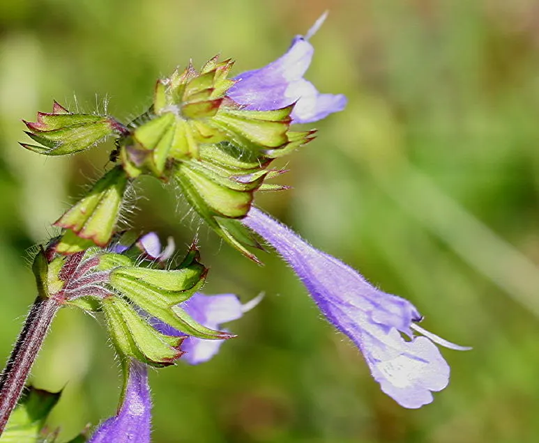 Lyreleaf Sage (Salvia Lyrata) — perennial for full