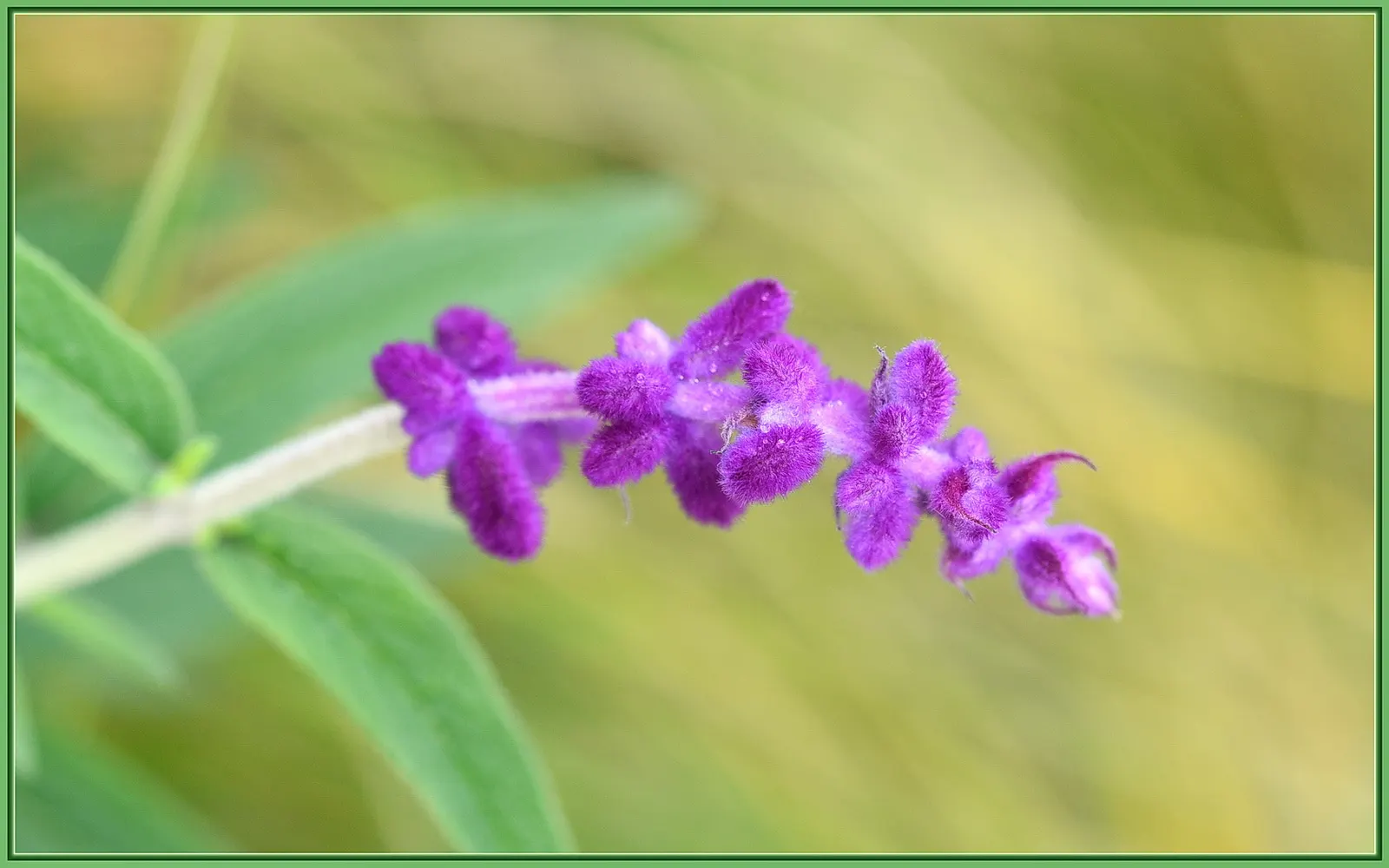 Lyreleaf Sage (Salvia Lyrata) — In spring to early summer