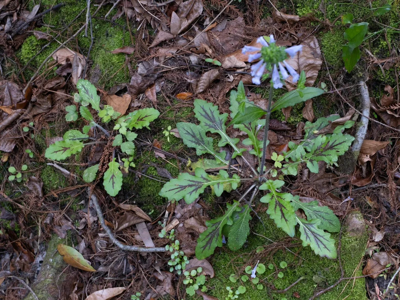 Lyreleaf Sage (Salvia Lyrata) — erect flower spikes adorned with tubular lavender to light blue flowers rise above the foliage, image 44