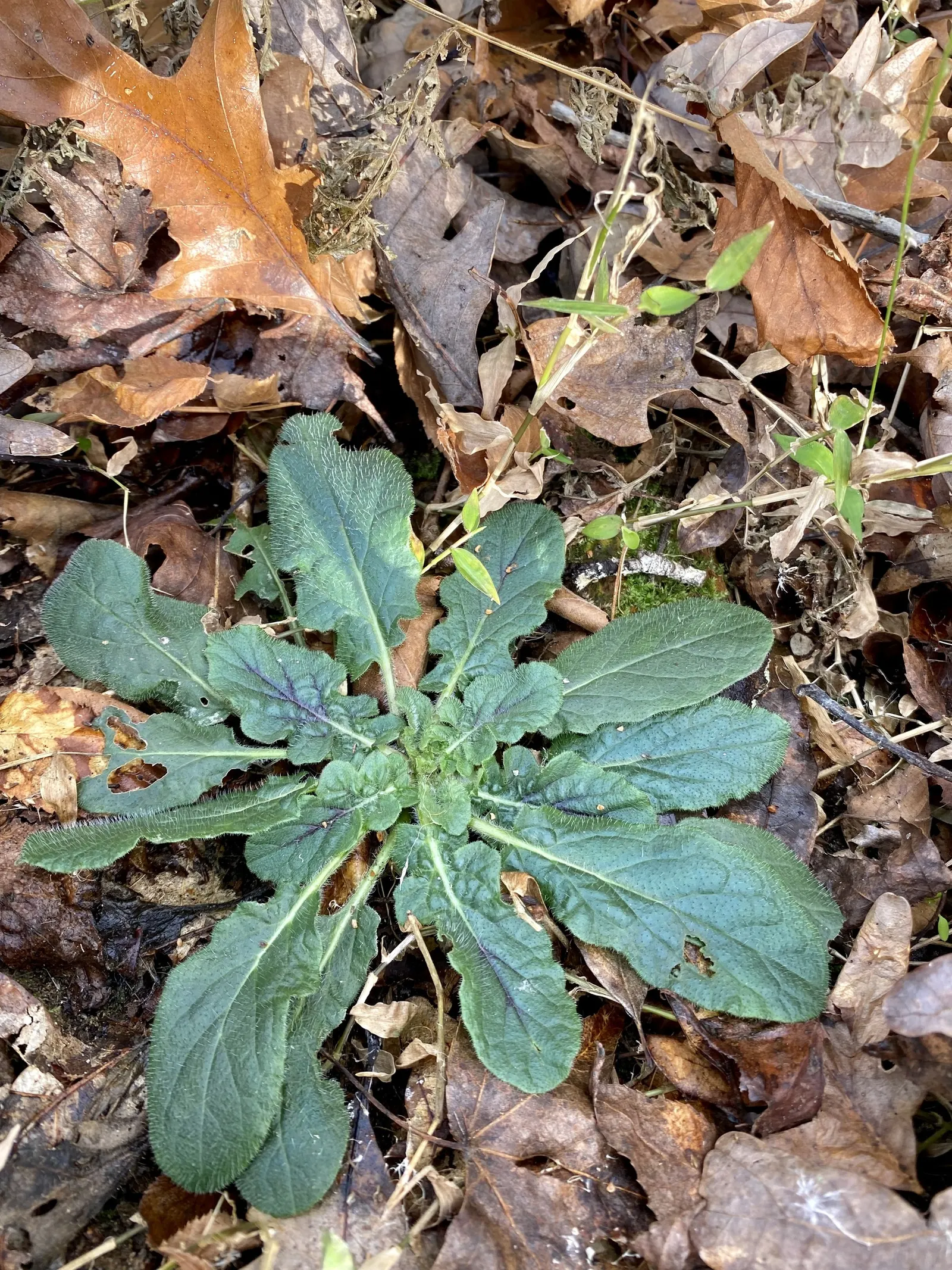 Lyreleaf Sage (Salvia Lyrata) — This hardy plant prefers full sun to partial shade and tolerates a variety of soils