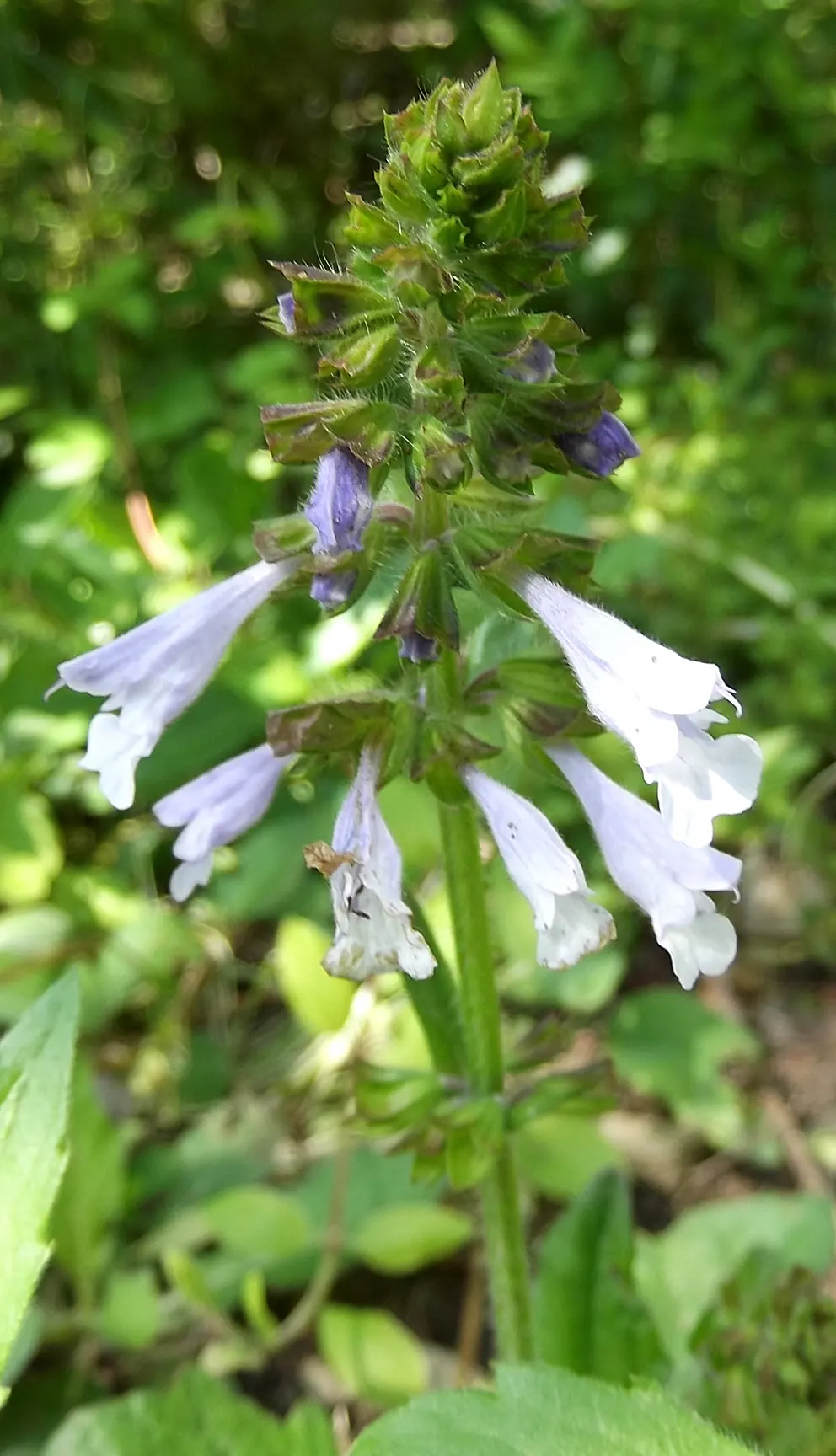 Lyreleaf Sage (Salvia Lyrata) — clients can enjoy a season-long display of color and form