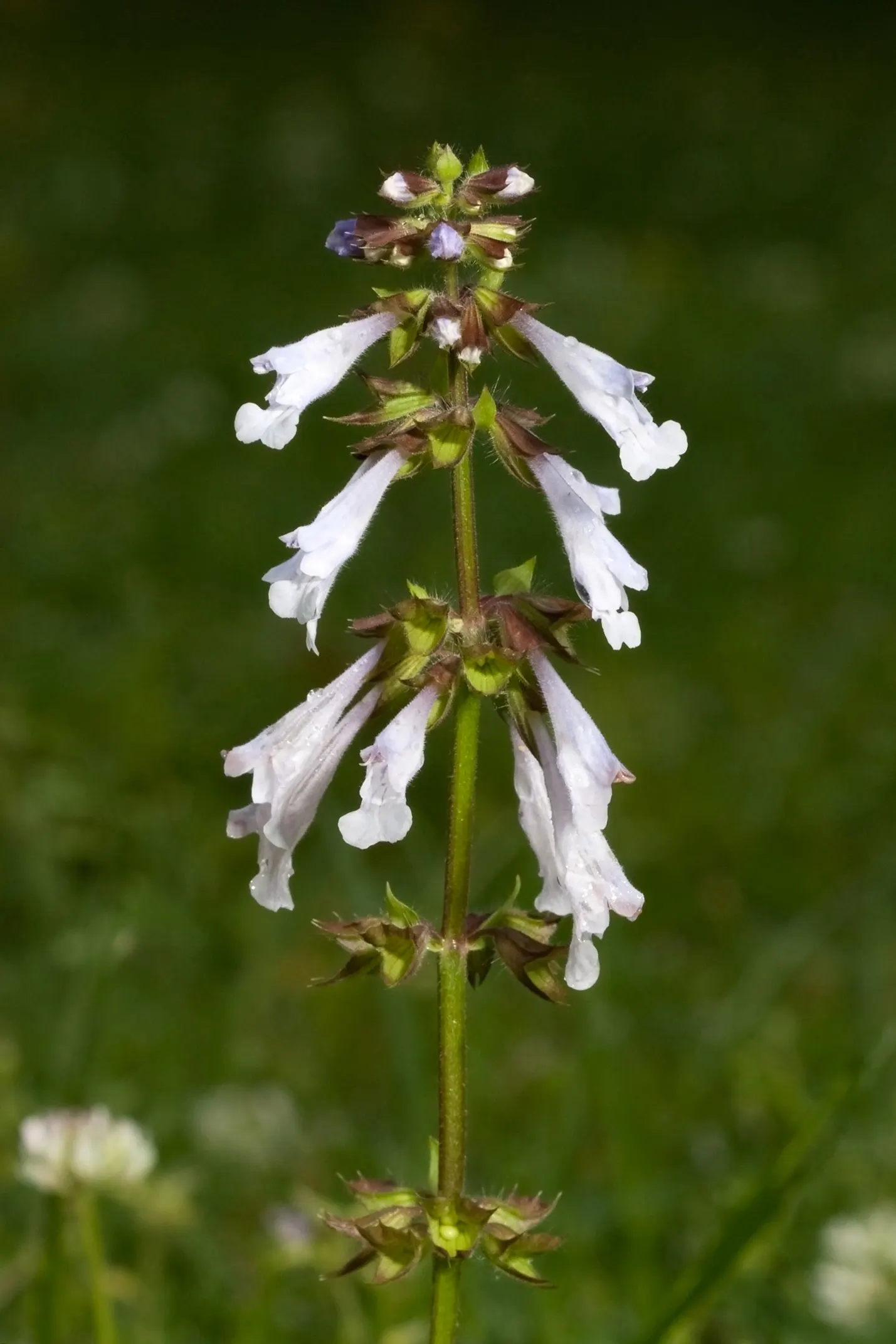 Lyreleaf Sage (Salvia Lyrata) — is a captivating perennial herb native to the eastern United States