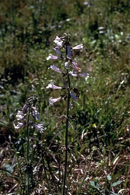 Lyreleaf Sage (Salvia Lyrata) — With an optimal growth in well-drained soil