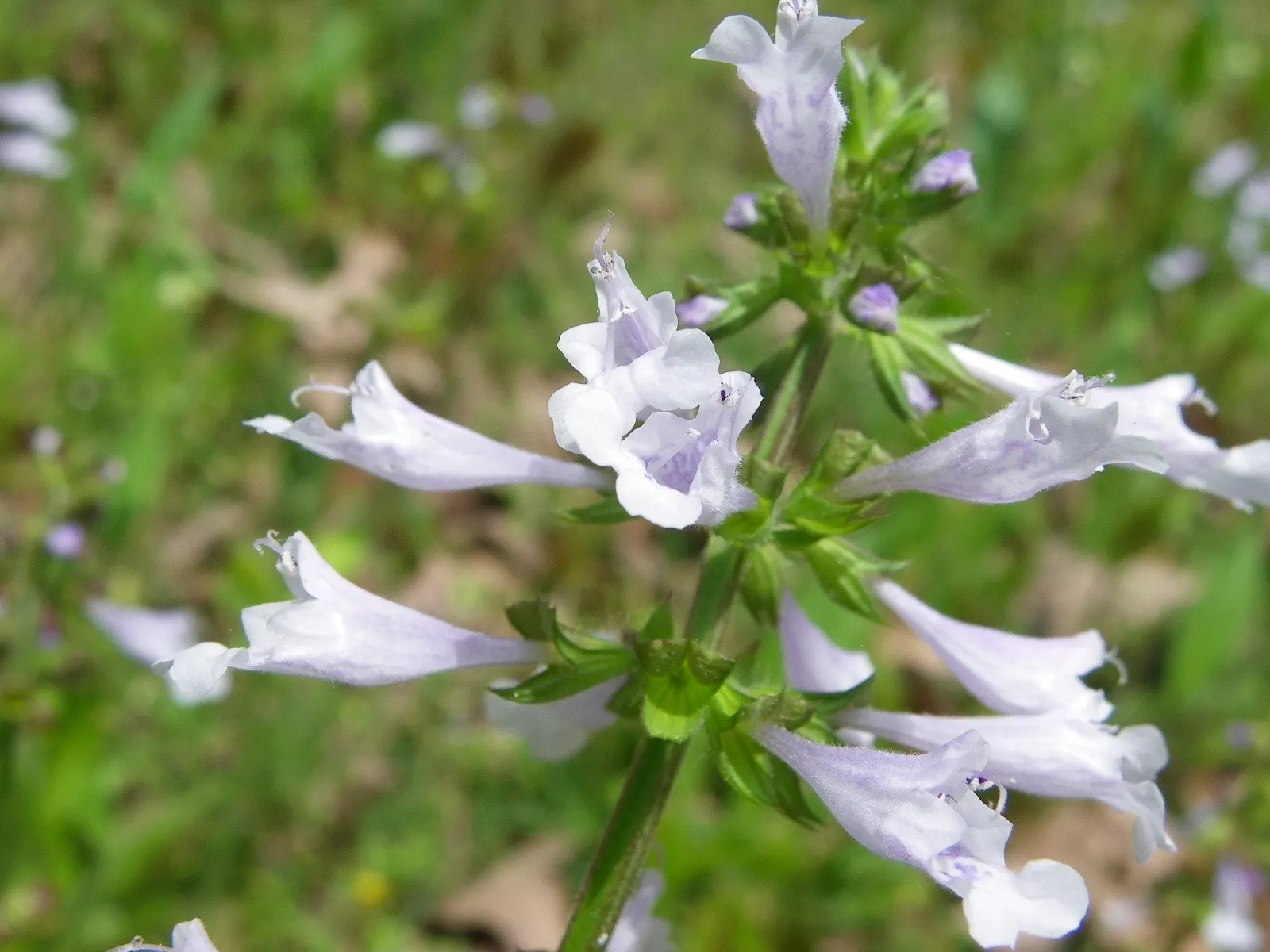 Lyreleaf Sage (Salvia Lyrata) — This hardy plant prefers full sun to partial shade and tolerates a variety of soils; clients can enjoy a, image 62