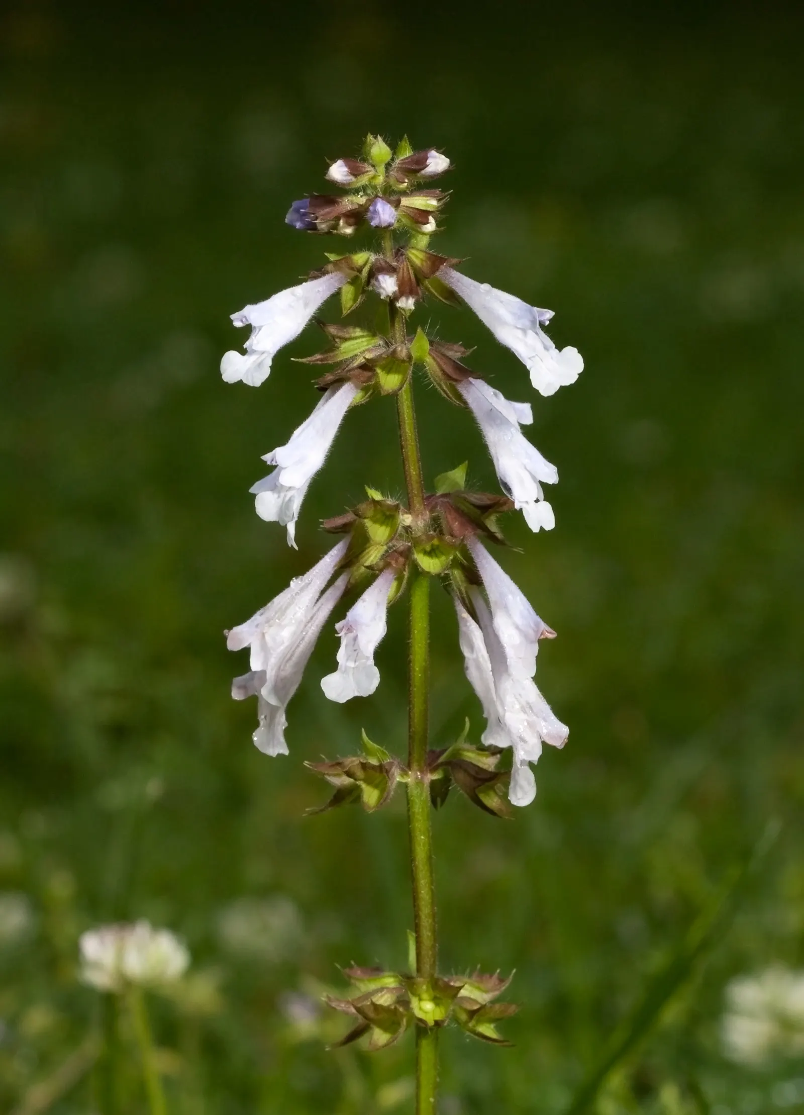 Lyreleaf Sage (Salvia Lyrata) — along with the added benefit of supporting local wildlife; beneficial for pollinators, it‚Äôs ideal for wildflower gardens