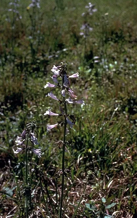 Lyreleaf Sage (Salvia Lyrata) — often highlighted with striking purple accents