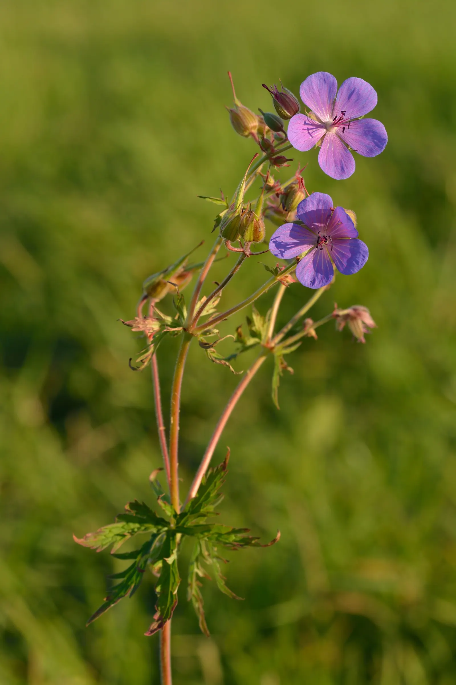 Meadow Cranesbill (Geranium Pratense) — perennial for full or half