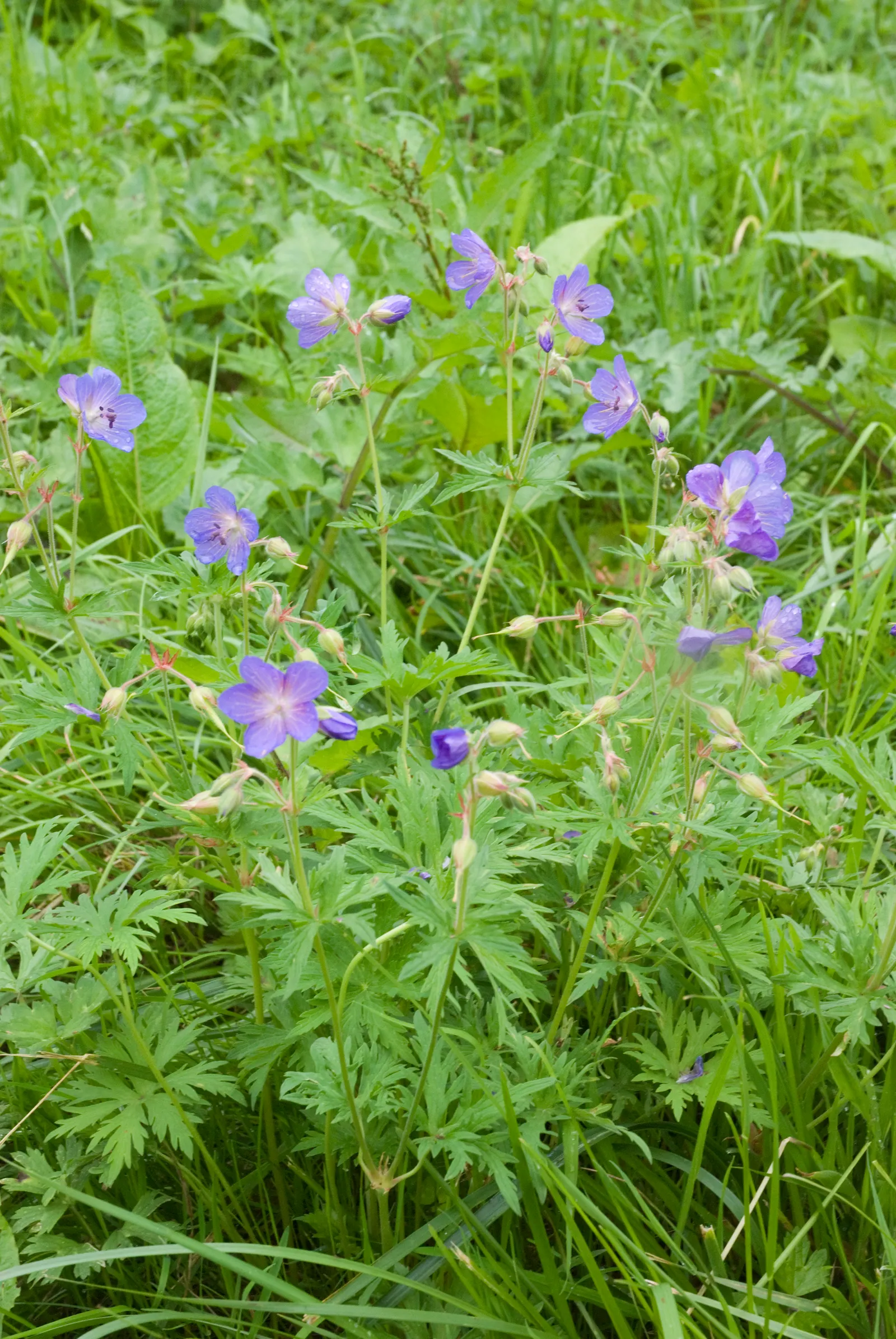 Meadow Cranesbill (Geranium Pratense) — including bees and butterflies.<br><br>For the client's benefit