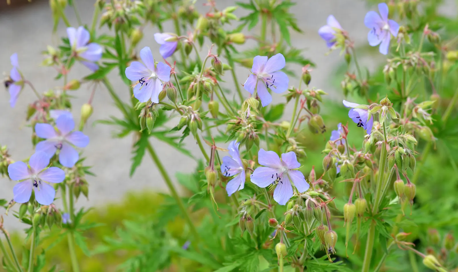 Meadow Cranesbill (Geranium Pratense) — It typically reaches a mature height of about 18 to 24 inches with a spread equal to its height; hardy in, image 49