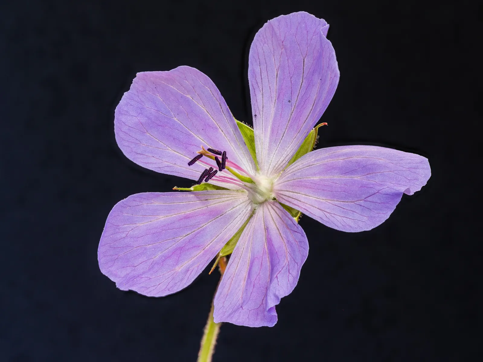 Meadow Cranesbill (Geranium Pratense) — This plant boasts deeply-lobed leaves and a bushy habit, spreading up to 18 inches; with minimal care, the, image 66