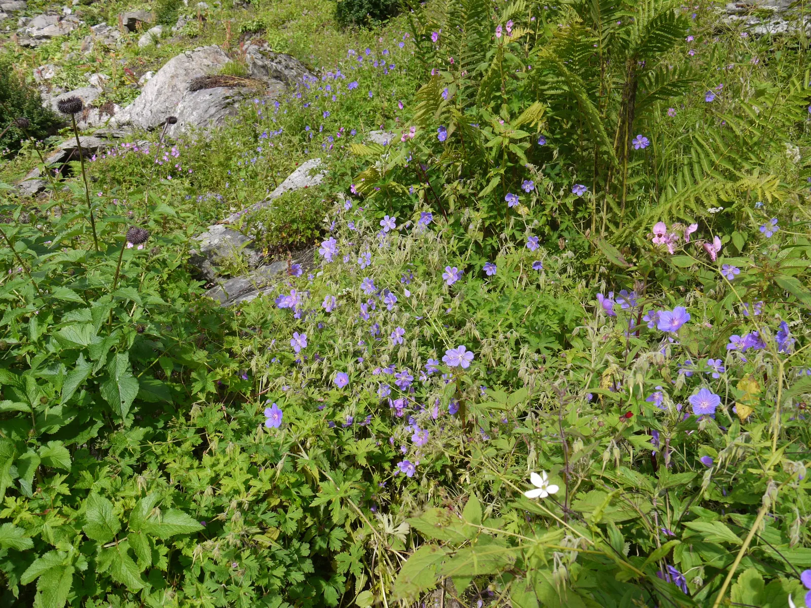 Meadow Cranesbill (Geranium Pratense) — With minimal care, the Meadow Cranesbill will be a reliable and enchanting presence in your client's garden, image 81
