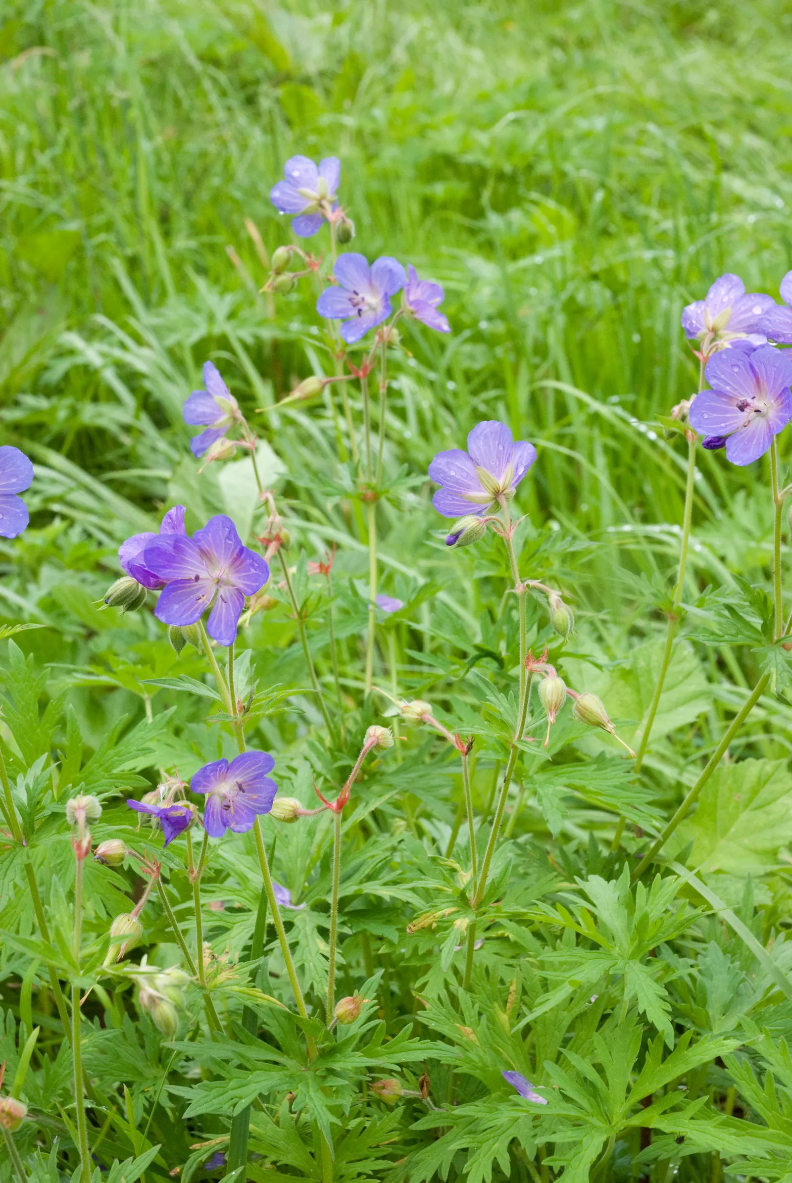 Meadow Cranesbill (Geranium Pratense) — Hardy in zones 4-8, it blooms from early summer into fall, image 67