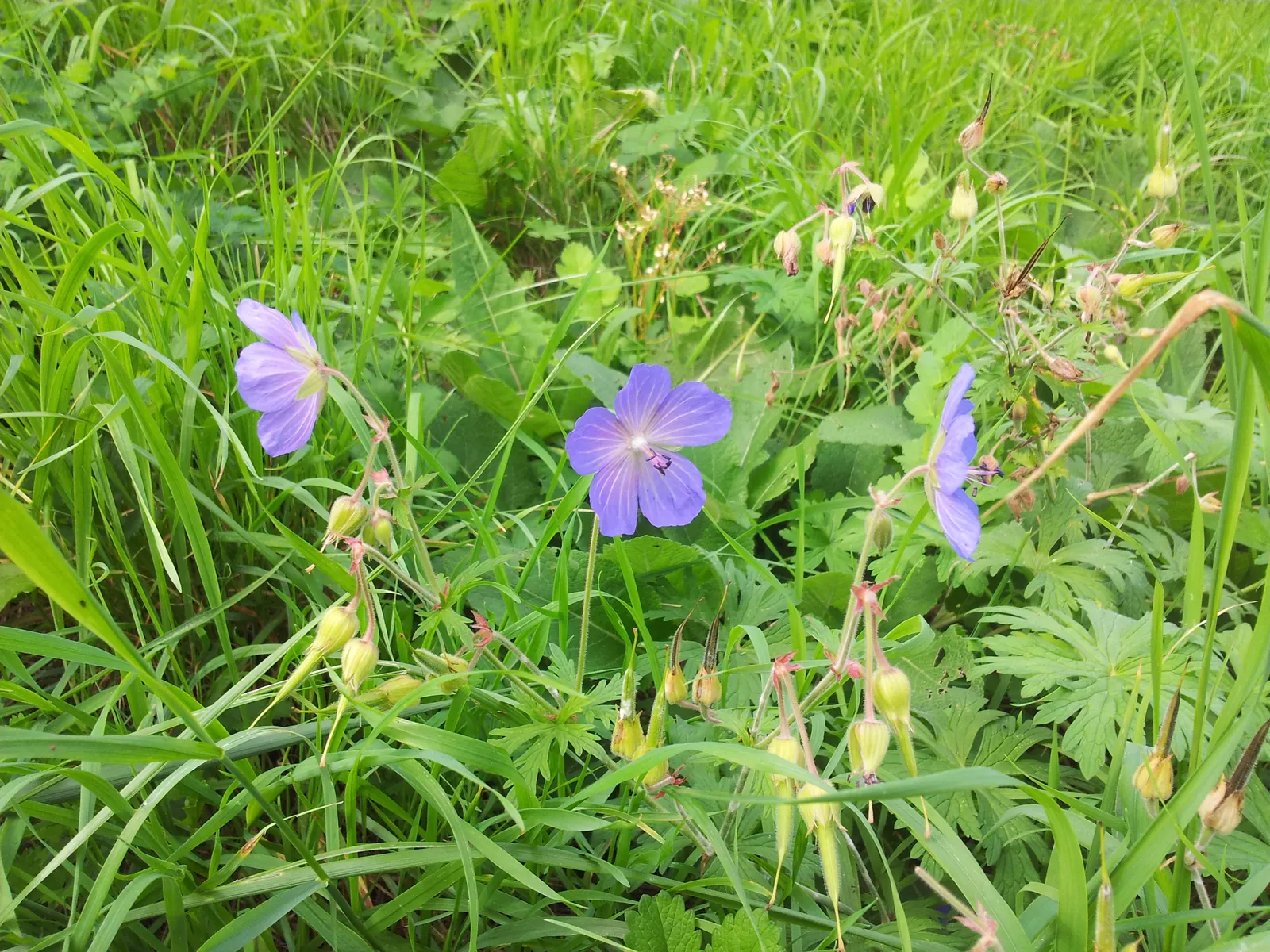Meadow Cranesbill (Geranium Pratense) — the Meadow Cranesbill prefers a sunny to partly shaded location with well-drained soil; each flower spans, image 71