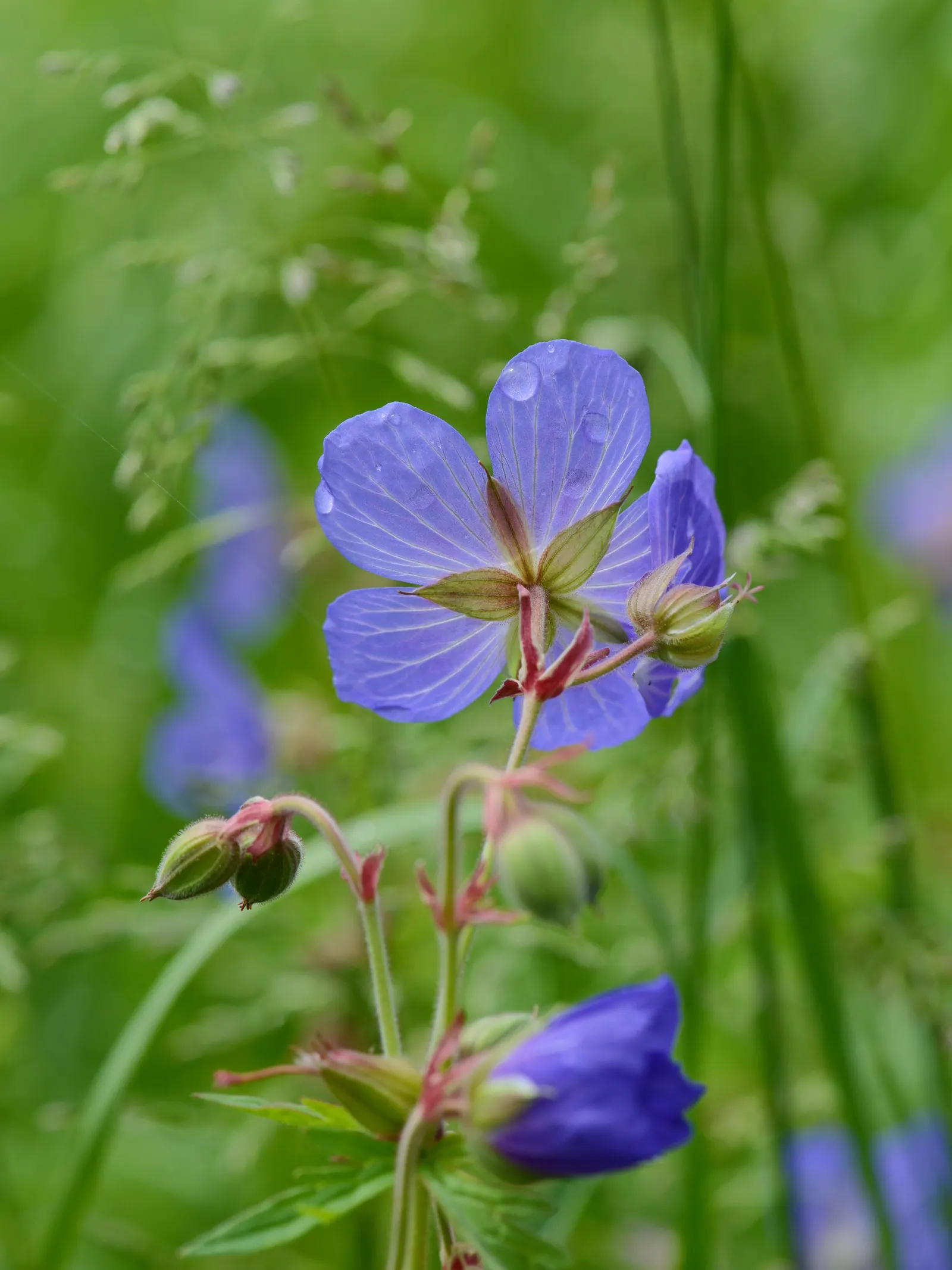 Meadow Cranesbill (Geranium Pratense) — Hardy in zones 4-8, it blooms from early summer into fall