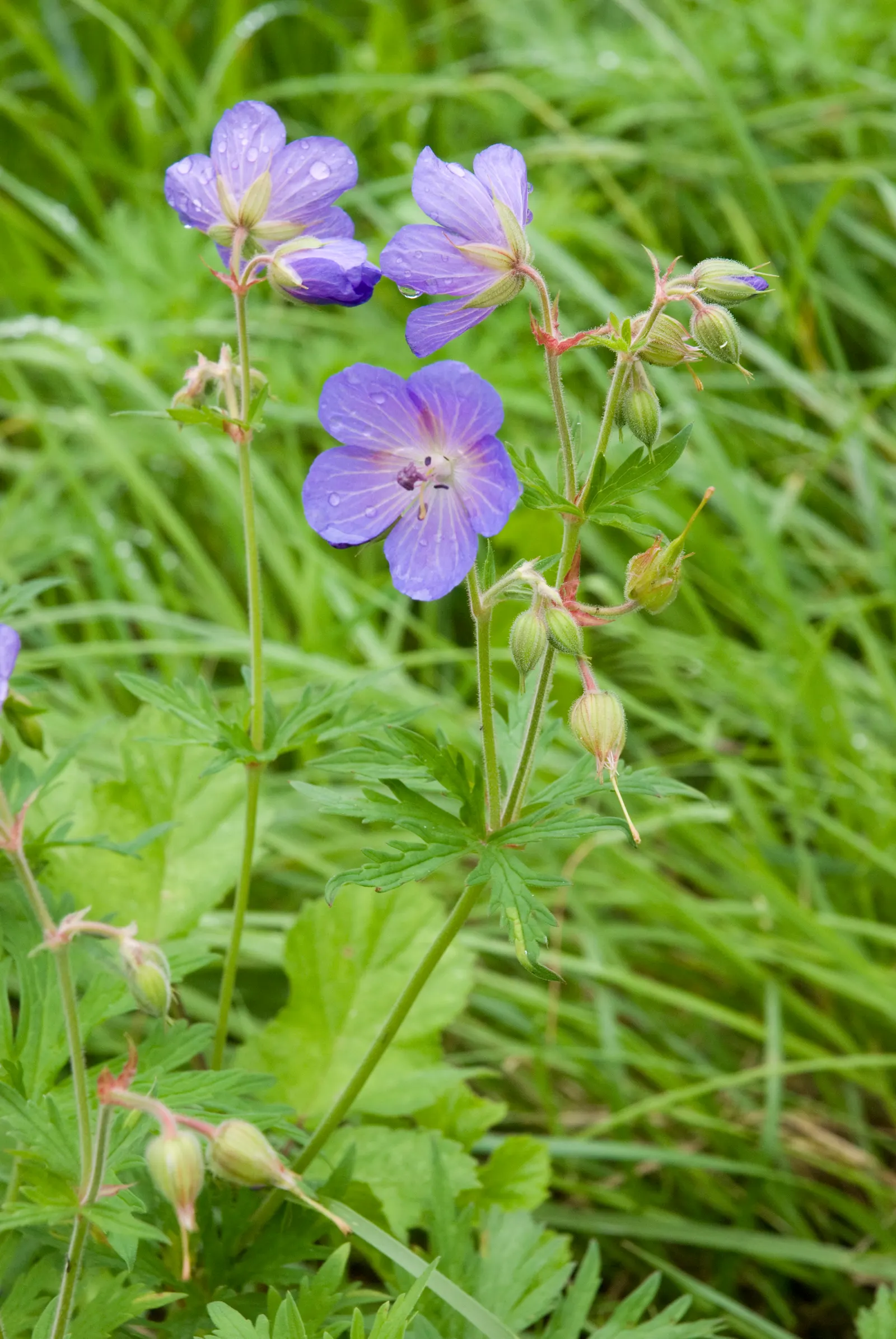 Meadow Cranesbill (Geranium Pratense) — presenting five rounded petals that attract a host of pollinators; with minimal care, the Meadow Cranesbill, image 75