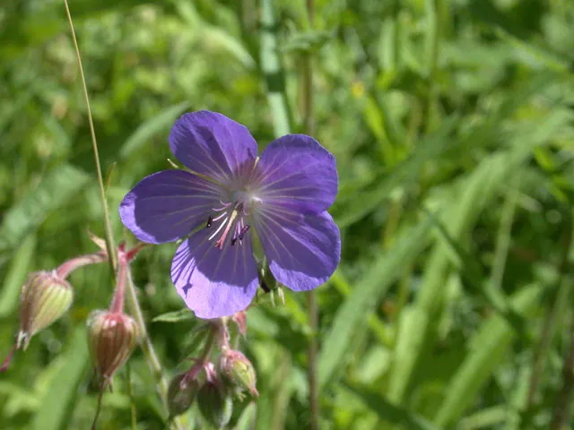 Meadow Cranesbill (Geranium Pratense) — Each flower spans roughly 1.5 inches across