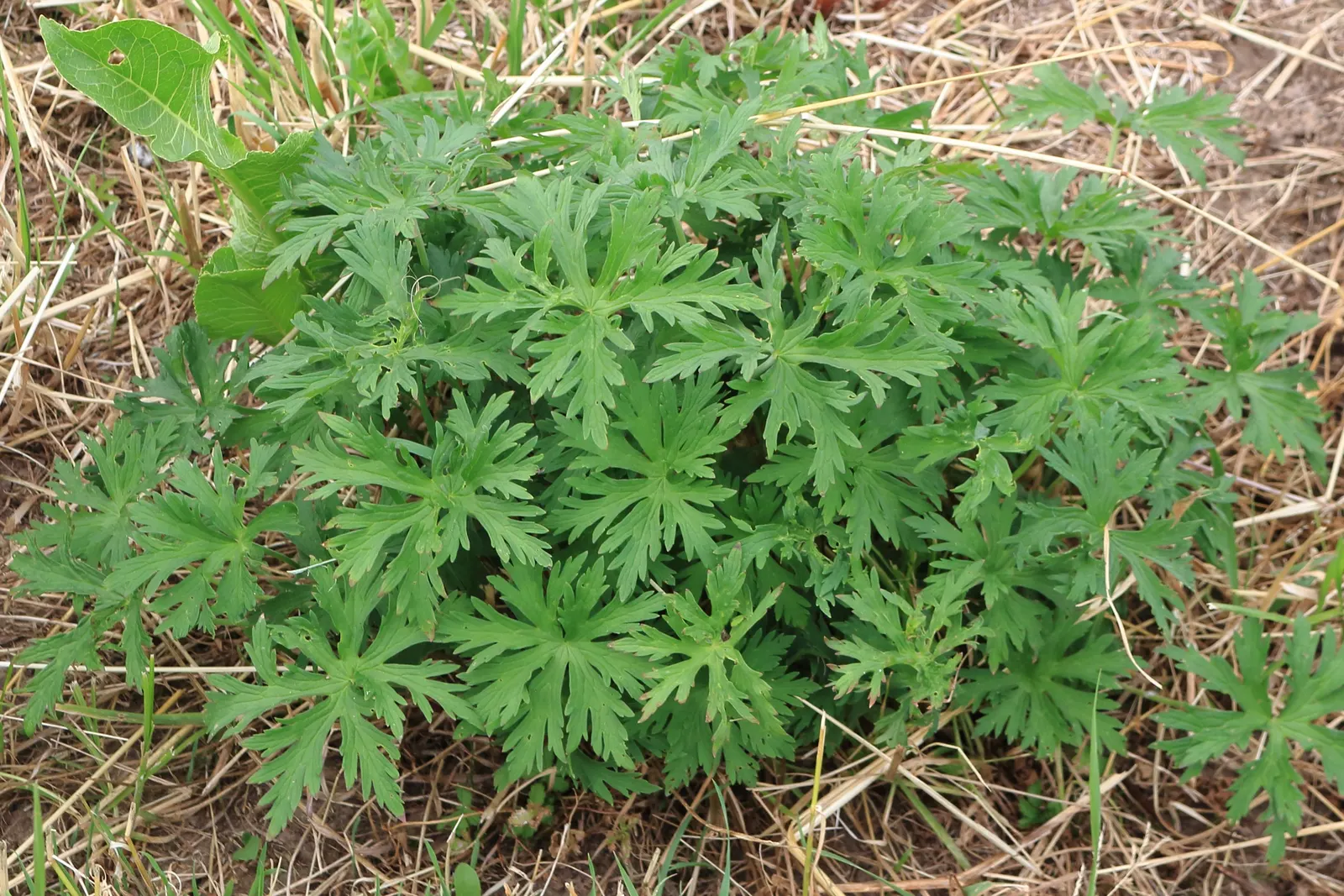 Meadow Cranesbill (Geranium Pratense) — the Meadow Cranesbill prefers a sunny to partly shaded location with well-drained soil; each flower spans roughly 1.5