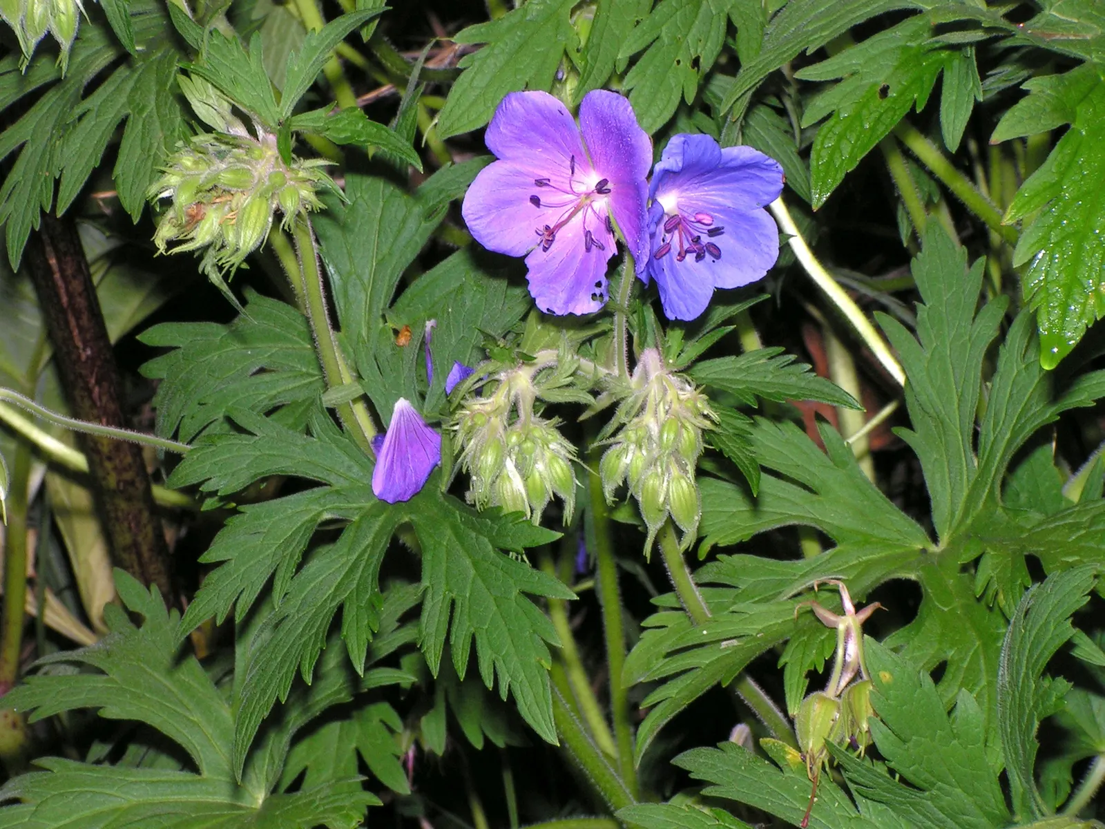 Meadow Cranesbill (Geranium Pratense) — With minimal care, the Meadow Cranesbill will be a reliable and enchanting presence in your client's garden, image 39