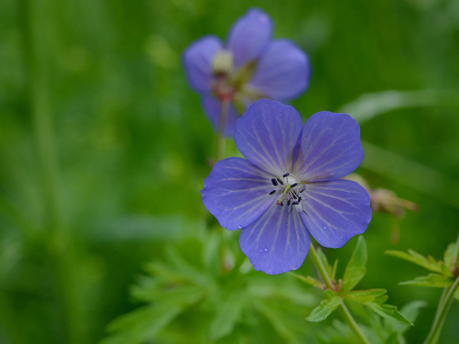 Meadow Cranesbill (Geranium Pratense) — blue and lavender and purple flowers in the garden; hardy in zones 4-8, it blooms from early summer into, image 61