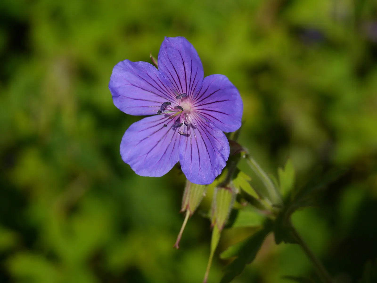 Meadow Cranesbill (Geranium Pratense) — It's also relatively pest and disease-resistant; with minimal care, the Meadow Cranesbill will be a, image 57