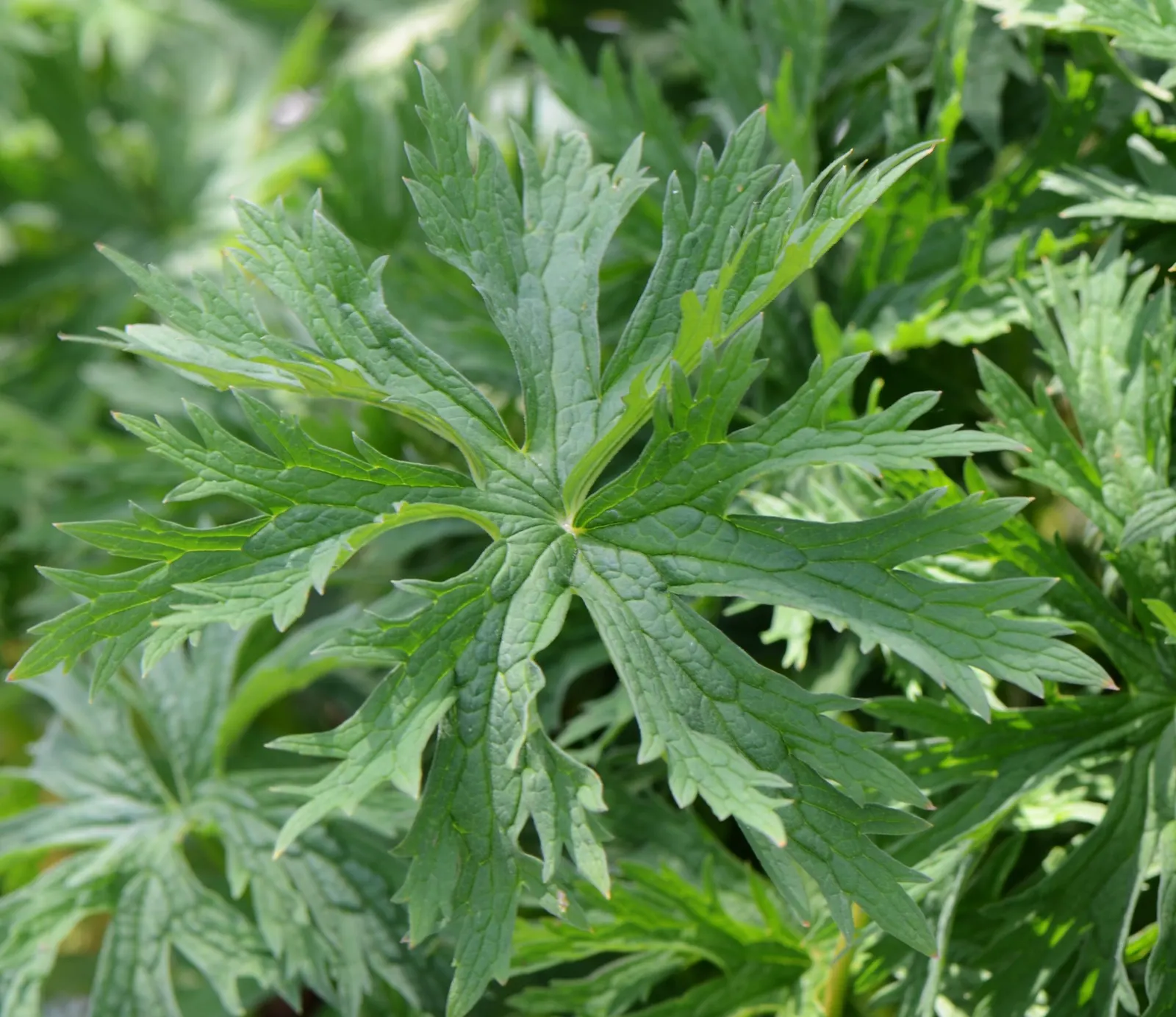 Meadow Cranesbill (Geranium Pratense) — Hardy in zones 4-8, it blooms from early summer into fall, image 25