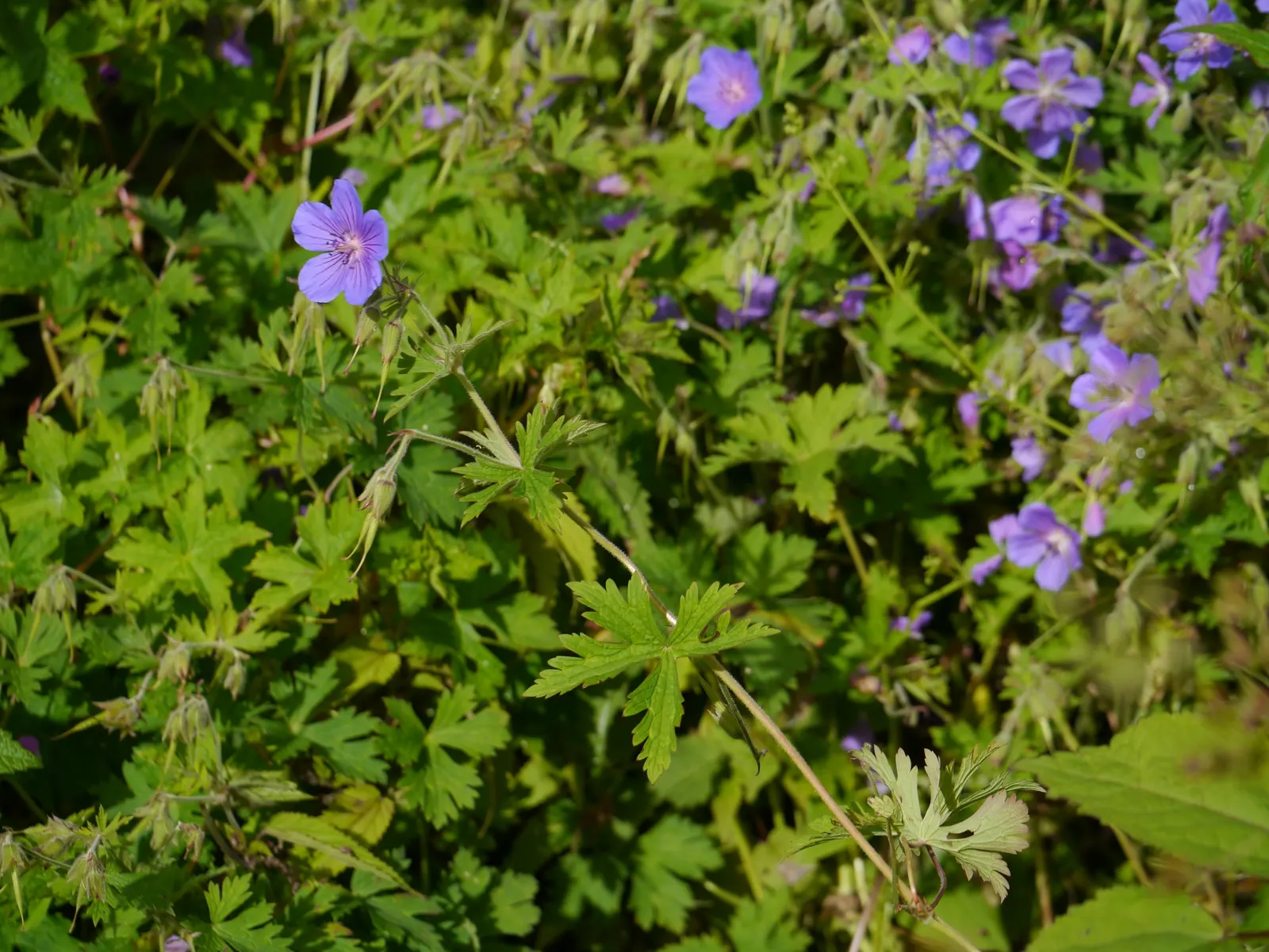 Meadow Cranesbill (Geranium Pratense) — This hardy perennial is native to Europe and Asia but has adapted well to a variety of climates; with, image 48