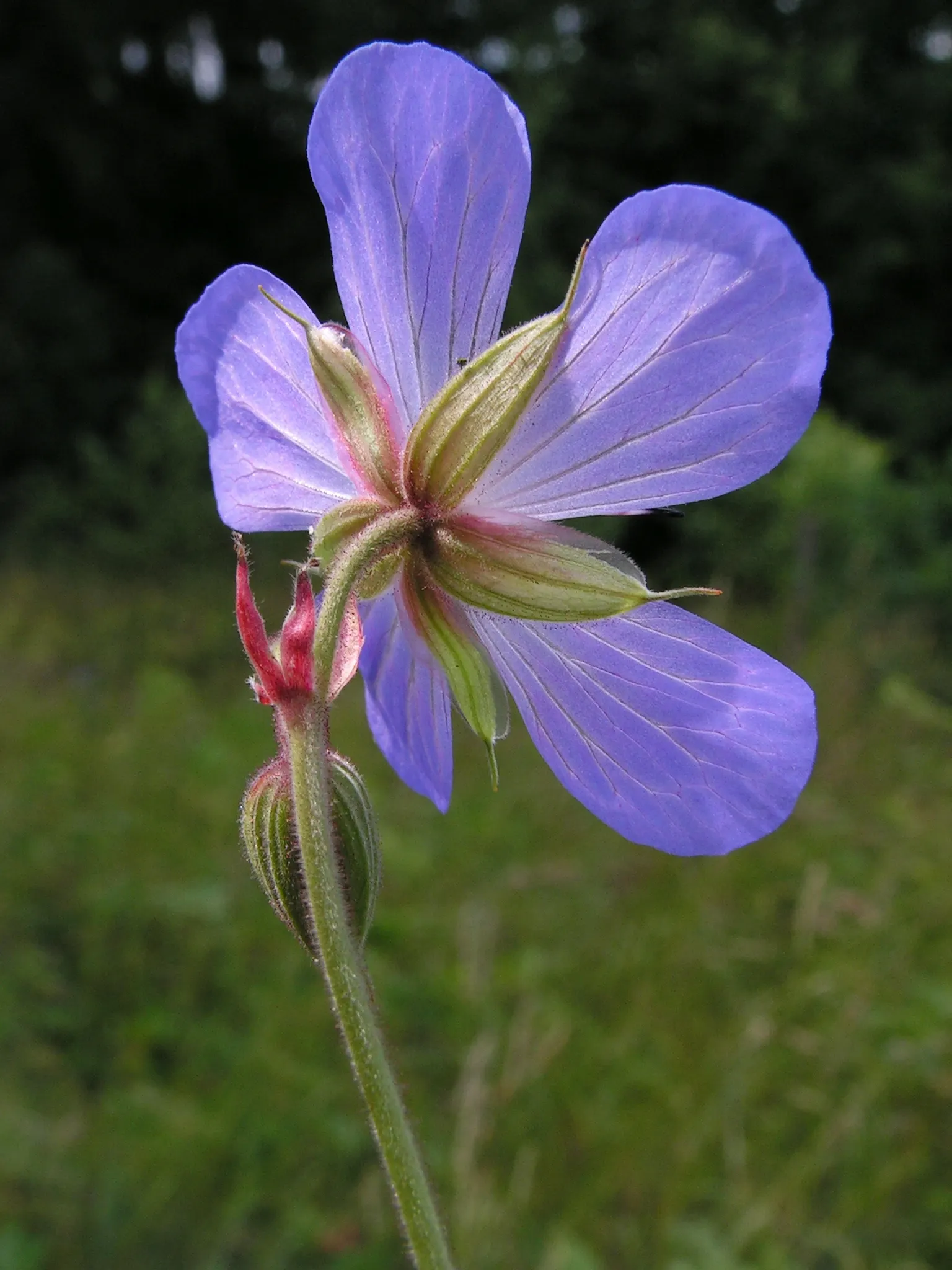Meadow Cranesbill (Geranium Pratense) — Each flower spans roughly 1.5 inches across, image 74
