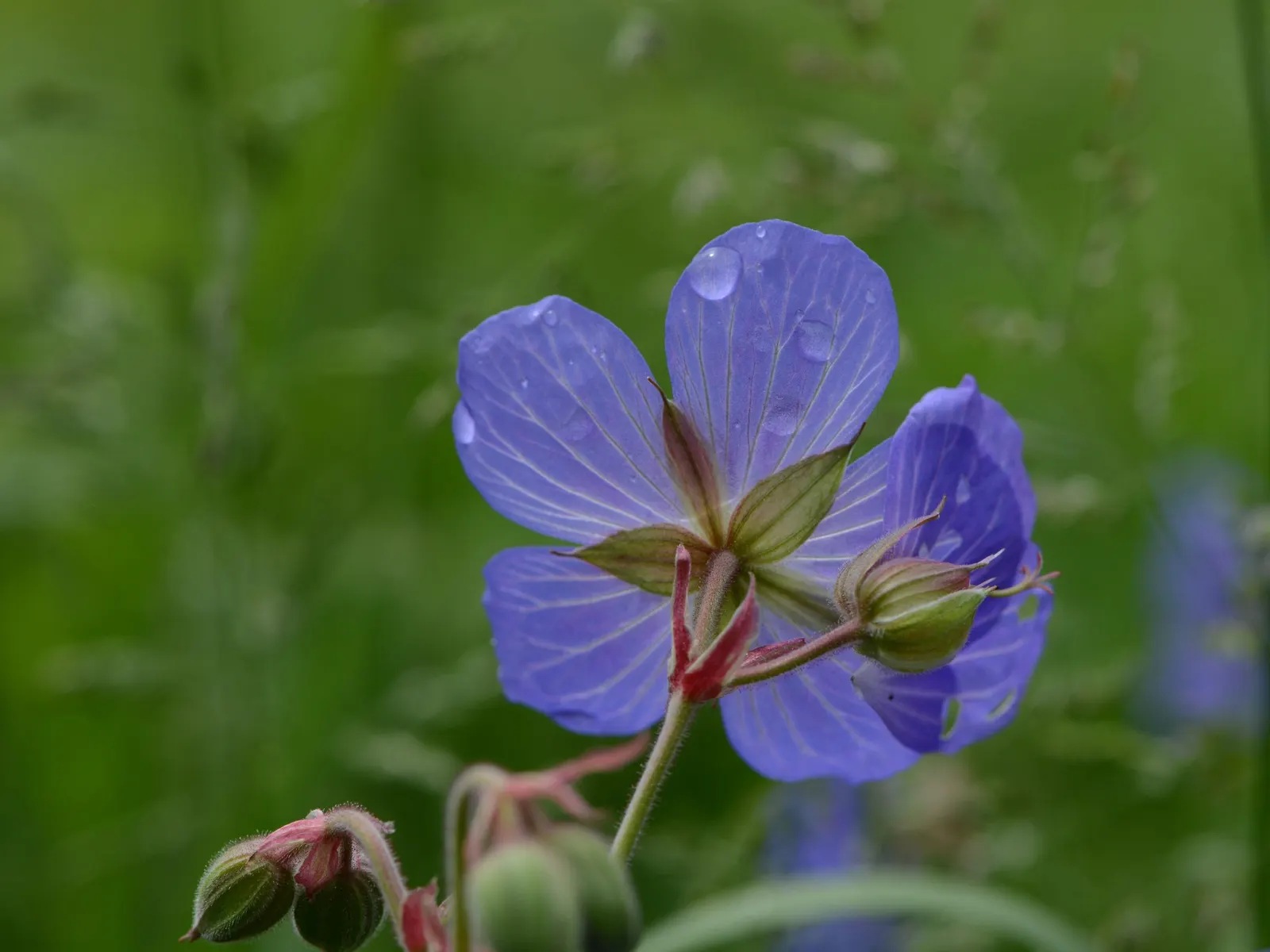 Meadow Cranesbill (Geranium Pratense) — This plant boasts deeply-lobed leaves and a bushy habit, spreading up to 18 inches; with minimal care, the Meadow