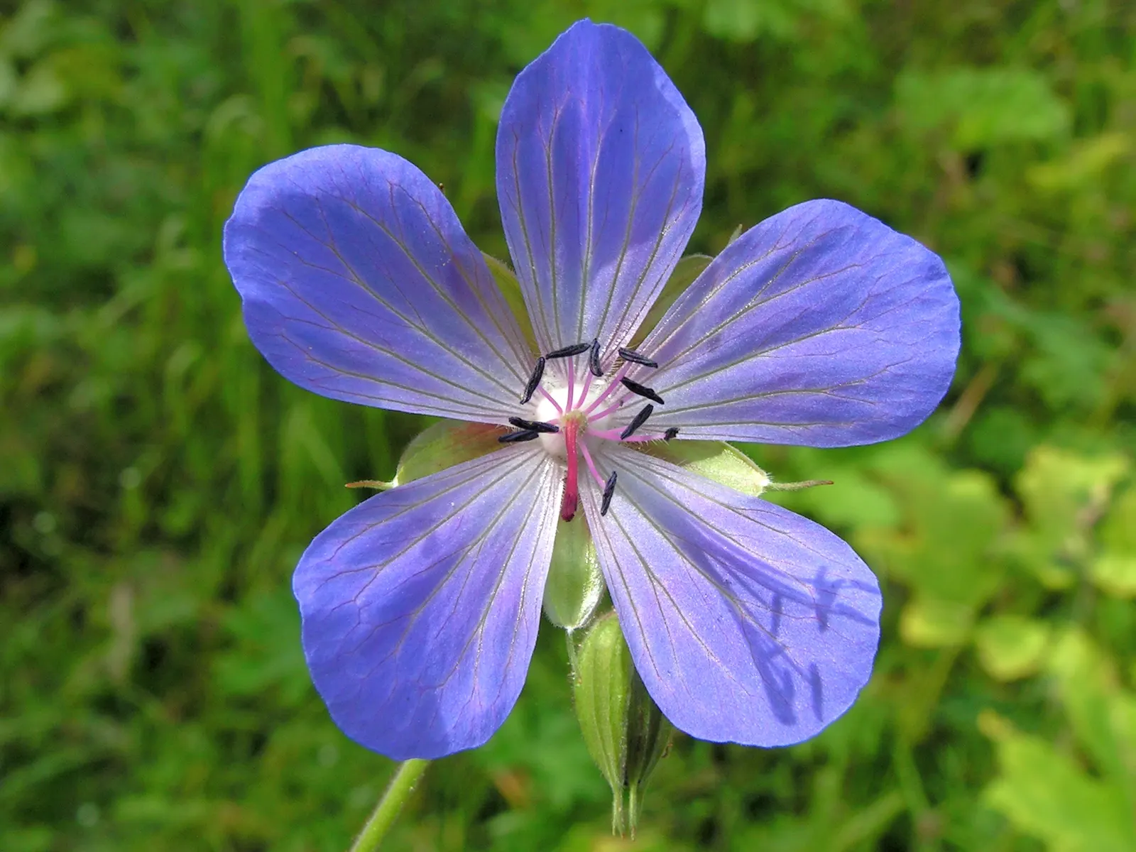 Meadow Cranesbill (Geranium Pratense) — It typically reaches a mature height of about 18 to 24 inches with a spread equal to its height; hardy in, image 70
