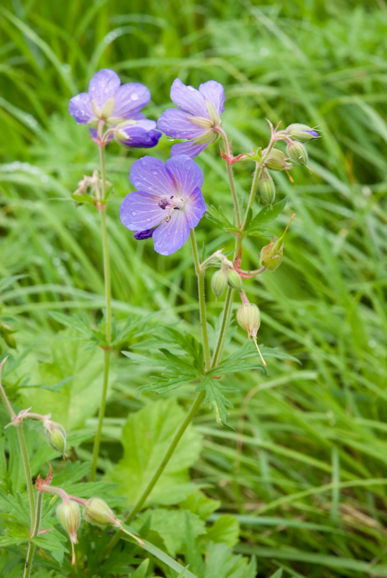 Meadow Cranesbill (Geranium Pratense) — blue and lavender and purple flowers in the garden