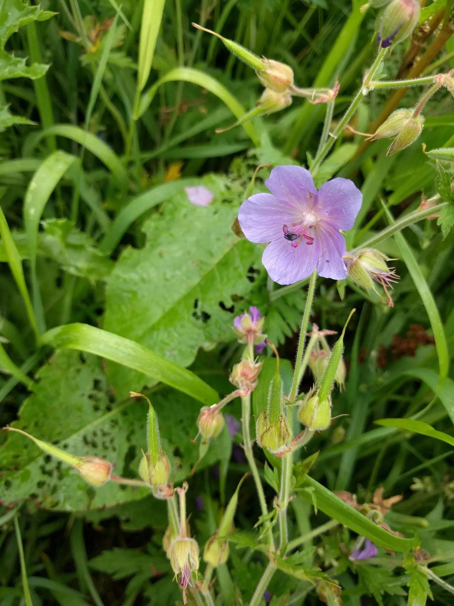 Meadow Cranesbill (Geranium Pratense) — With minimal care, the Meadow Cranesbill will be a reliable and enchanting presence in your client's garden, image 60