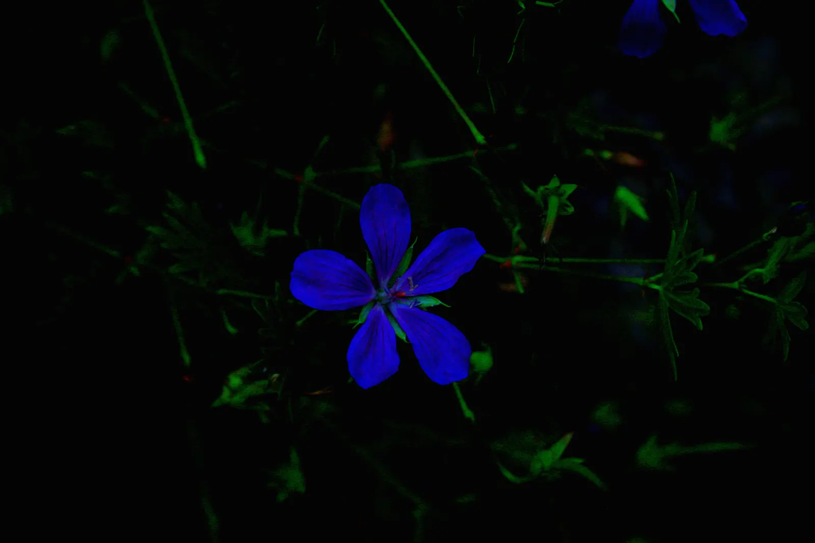 Meadow Cranesbill (Geranium Pratense) — perennial with blue and lavender and purple blooms; each flower spans roughly 1.5 inches across