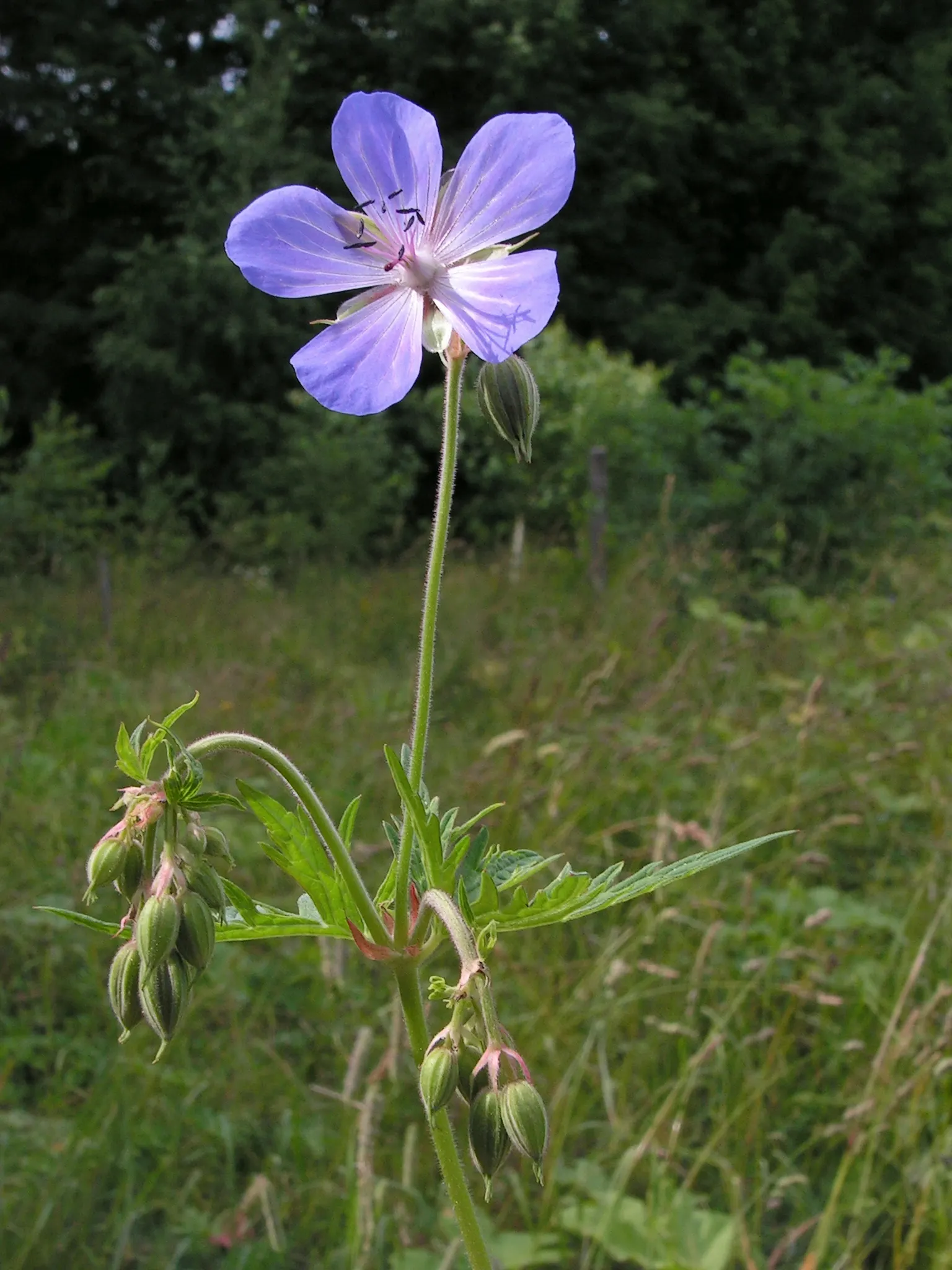 Meadow Cranesbill (Geranium Pratense) — with some varieties offering a secondary flush of flowers in early fall if deadheaded; hardy in zones 4-8, it blooms