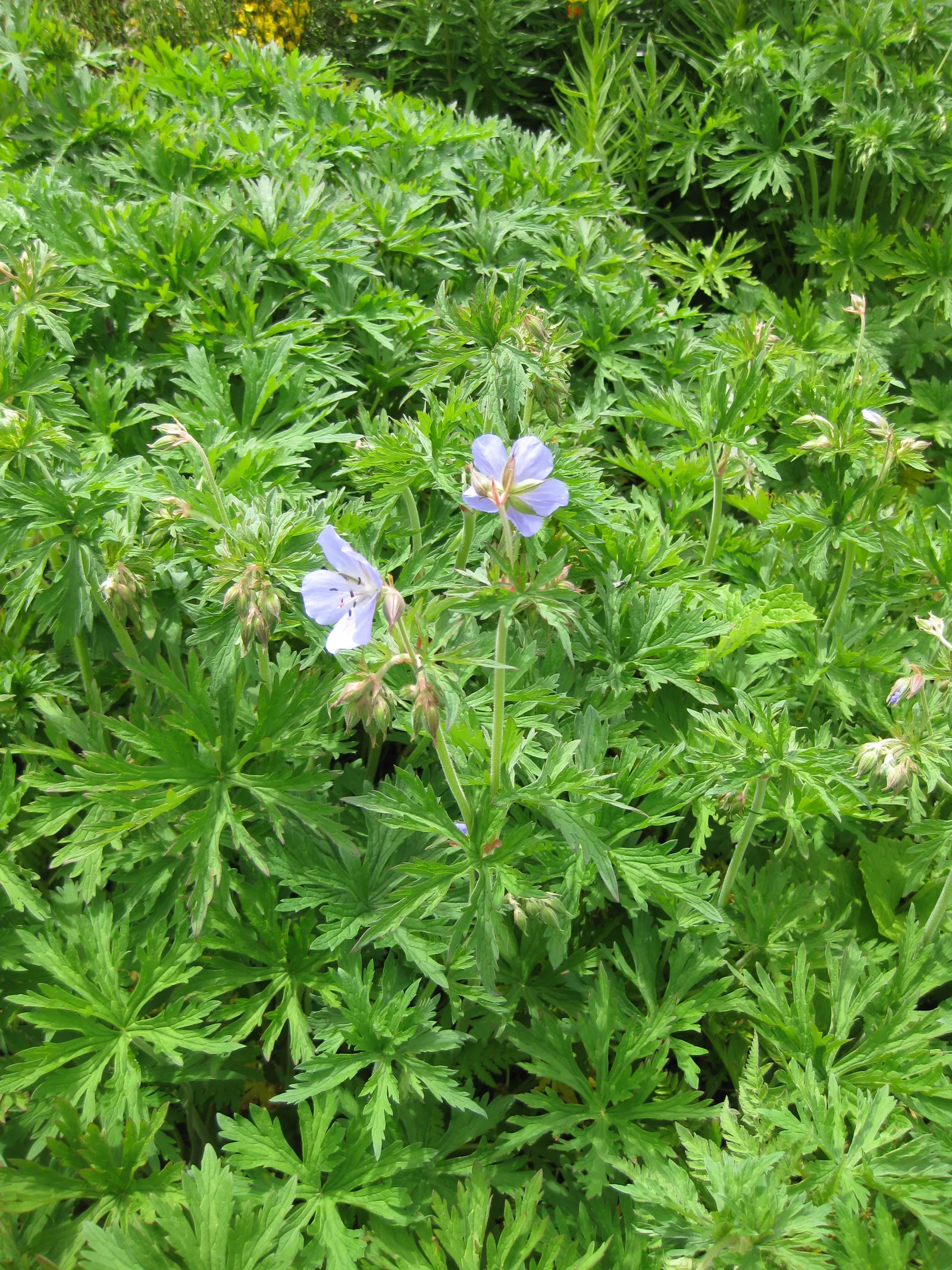 Meadow Cranesbill (Geranium Pratense) — this perennial is low-maintenance and drought-tolerant once established; each flower spans roughly 1.5, image 56
