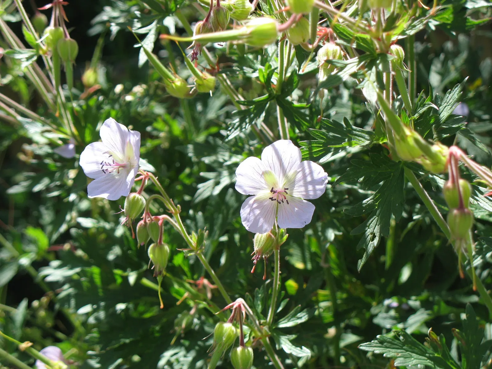 Meadow Cranesbill (Geranium Pratense) — with some varieties offering a secondary flush of flowers in early fall if deadheaded
