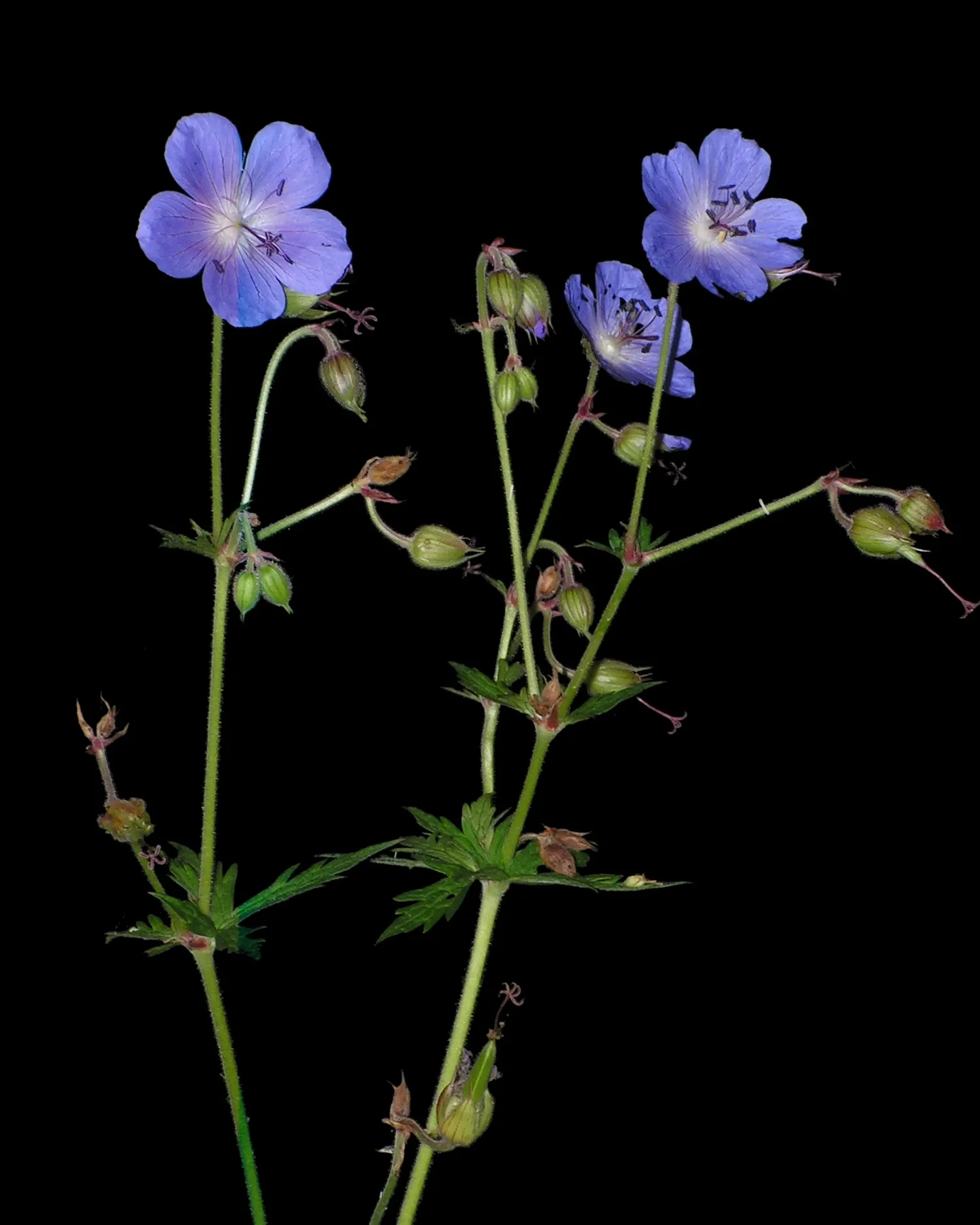 Meadow Cranesbill (Geranium Pratense) — Its cottage garden appeal also makes it a fitting choice for informal and naturalistic designs