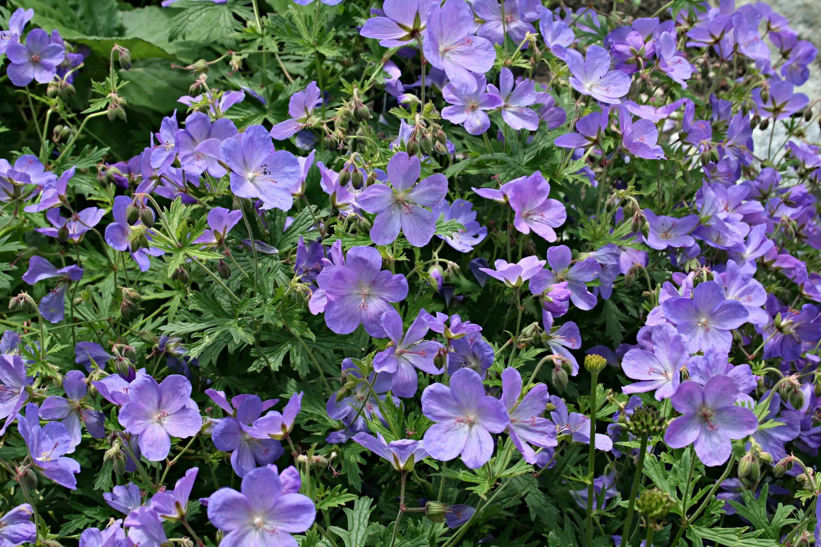 Meadow Cranesbill (Geranium Pratense) — Its cottage garden appeal also makes it a fitting choice for informal and naturalistic designs; each flower spans
