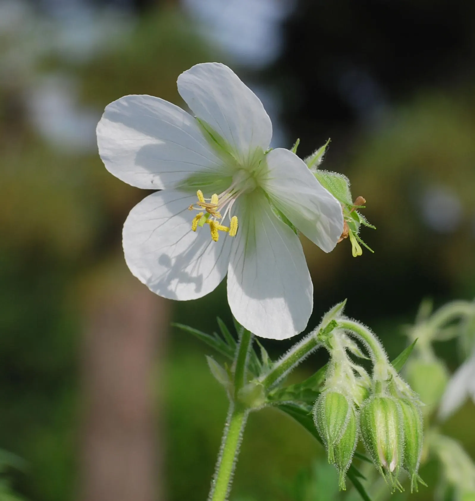 Meadow Cranesbill (Geranium Pratense) — This hardy perennial is native to Europe and Asia but has adapted well to a variety of climates