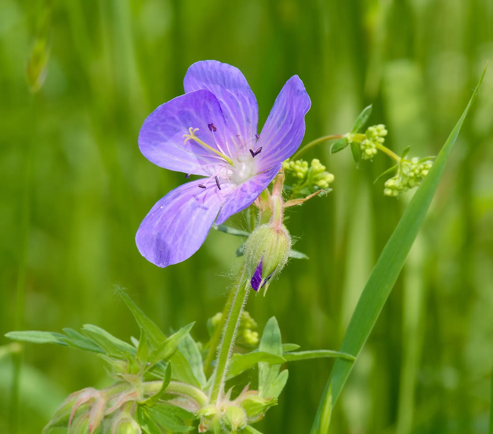 Meadow Cranesbill (Geranium Pratense) — this perennial is low-maintenance and drought-tolerant once established; each flower spans roughly 1.5, image 77