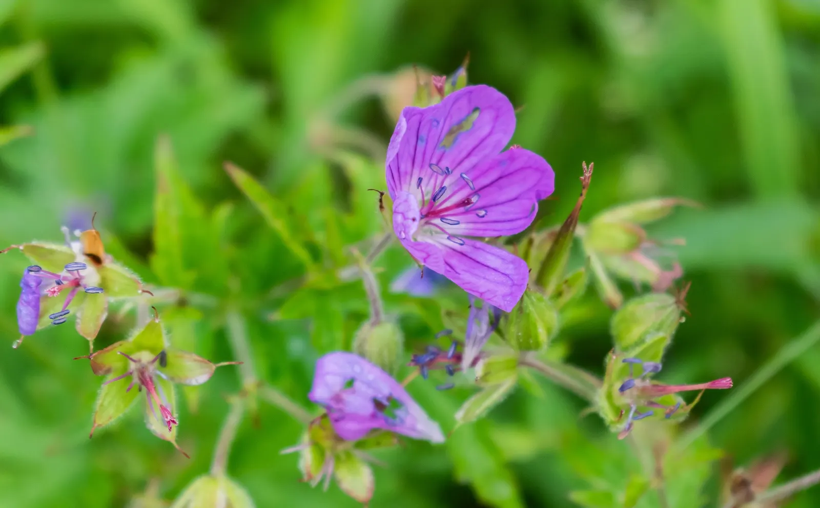Meadow Cranesbill (Geranium Pratense) — the Meadow Cranesbill prefers a sunny to partly shaded location with well-drained soil; each flower spans, image 50