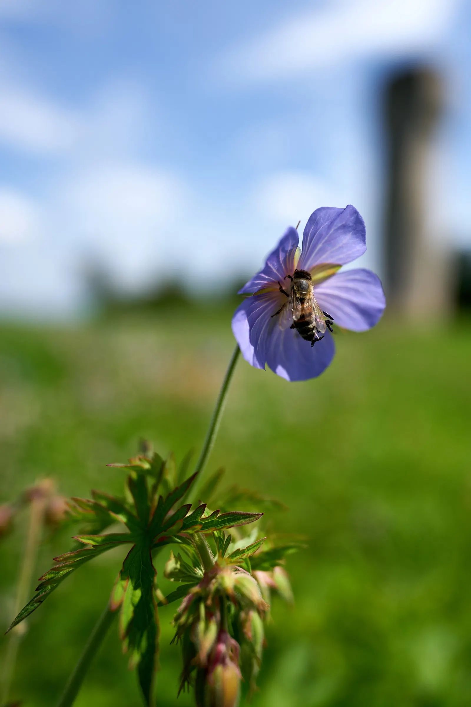 Meadow Cranesbill (Geranium Pratense) — the Meadow Cranesbill prefers a sunny to partly shaded location with well-drained soil