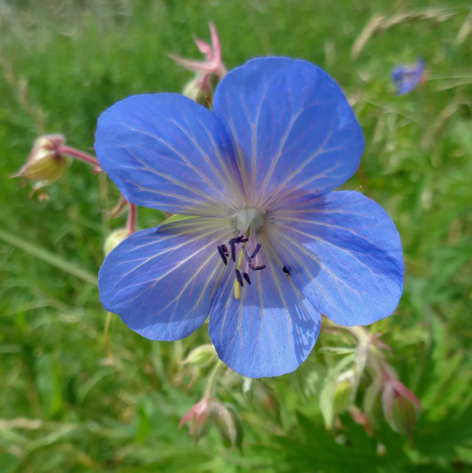 Meadow Cranesbill (Geranium Pratense) — This plant boasts deeply-lobed leaves and a bushy habit, spreading up to 18 inches