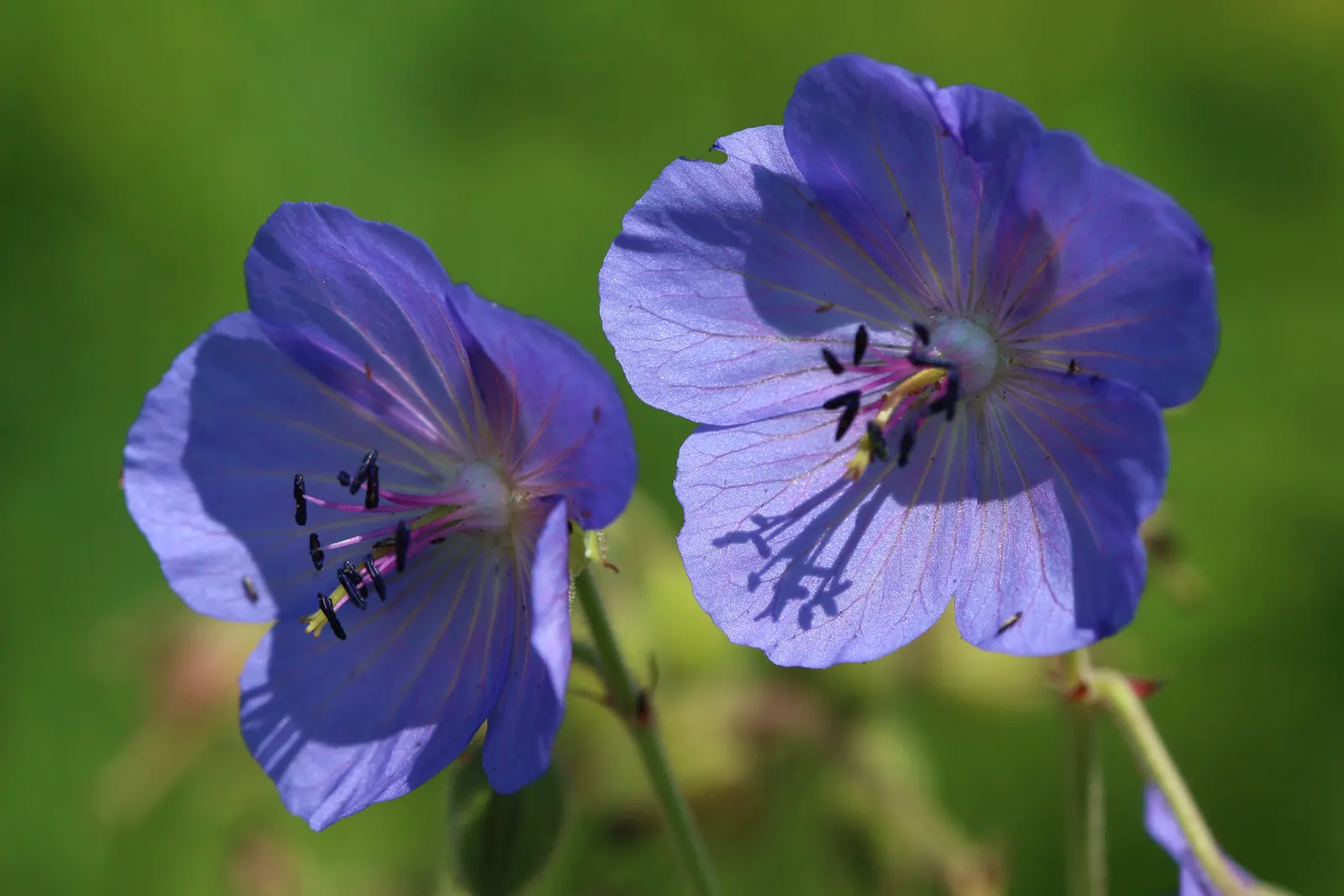 Meadow Cranesbill (Geranium Pratense) — It flourishes 18 to 24 inches tall in full sun to partial shade
