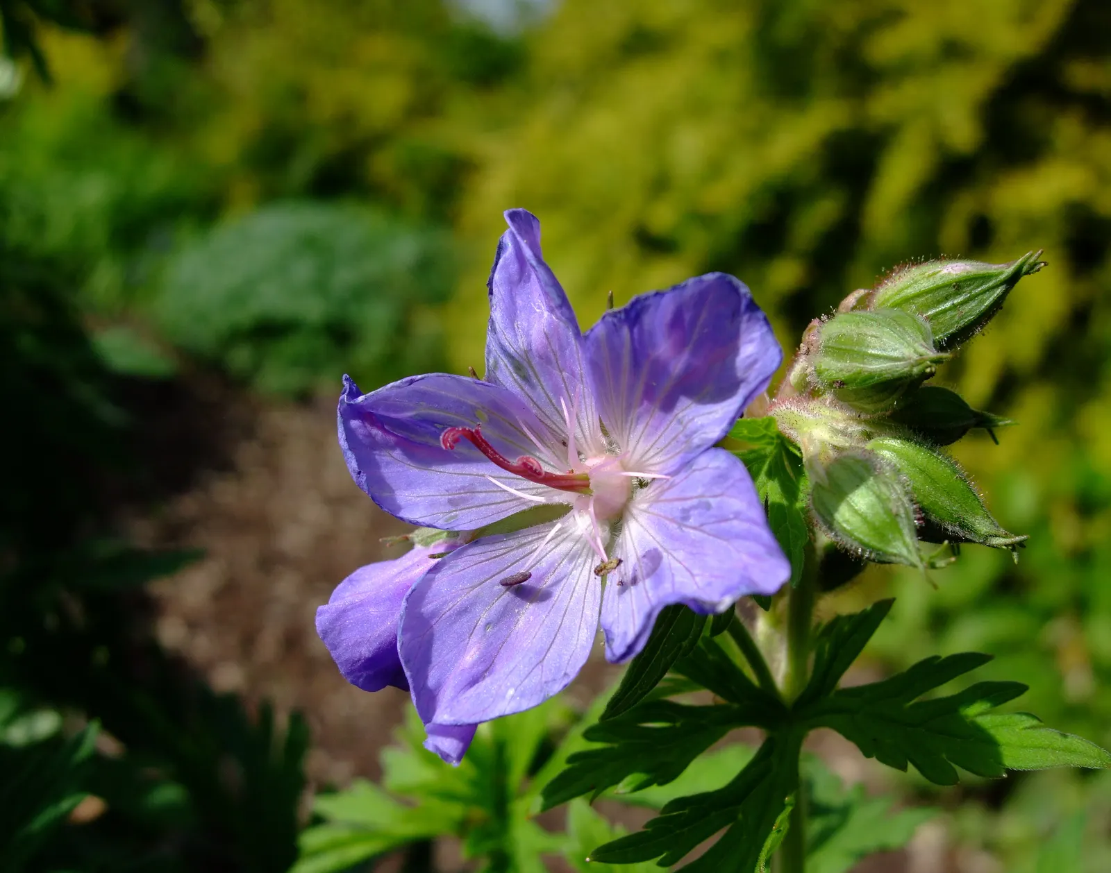 Meadow Cranesbill (Geranium Pratense) — It's also relatively pest and disease-resistant; with minimal care, the Meadow Cranesbill will be a, image 78