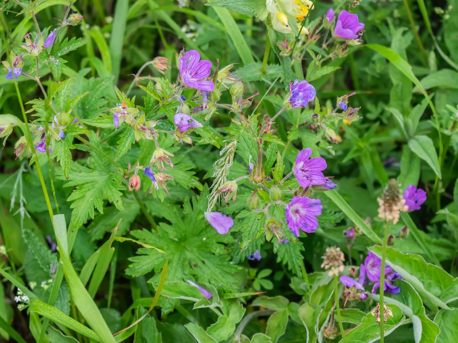 Meadow Cranesbill (Geranium Pratense) — perennial with blue and lavender and purple blooms; each flower spans roughly 1.5 inches across, image 62