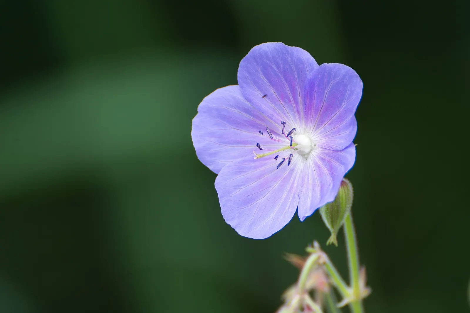 Meadow Cranesbill (Geranium Pratense) — is a charming perennial with striking saucer-shaped blooms in hues of blue-violet