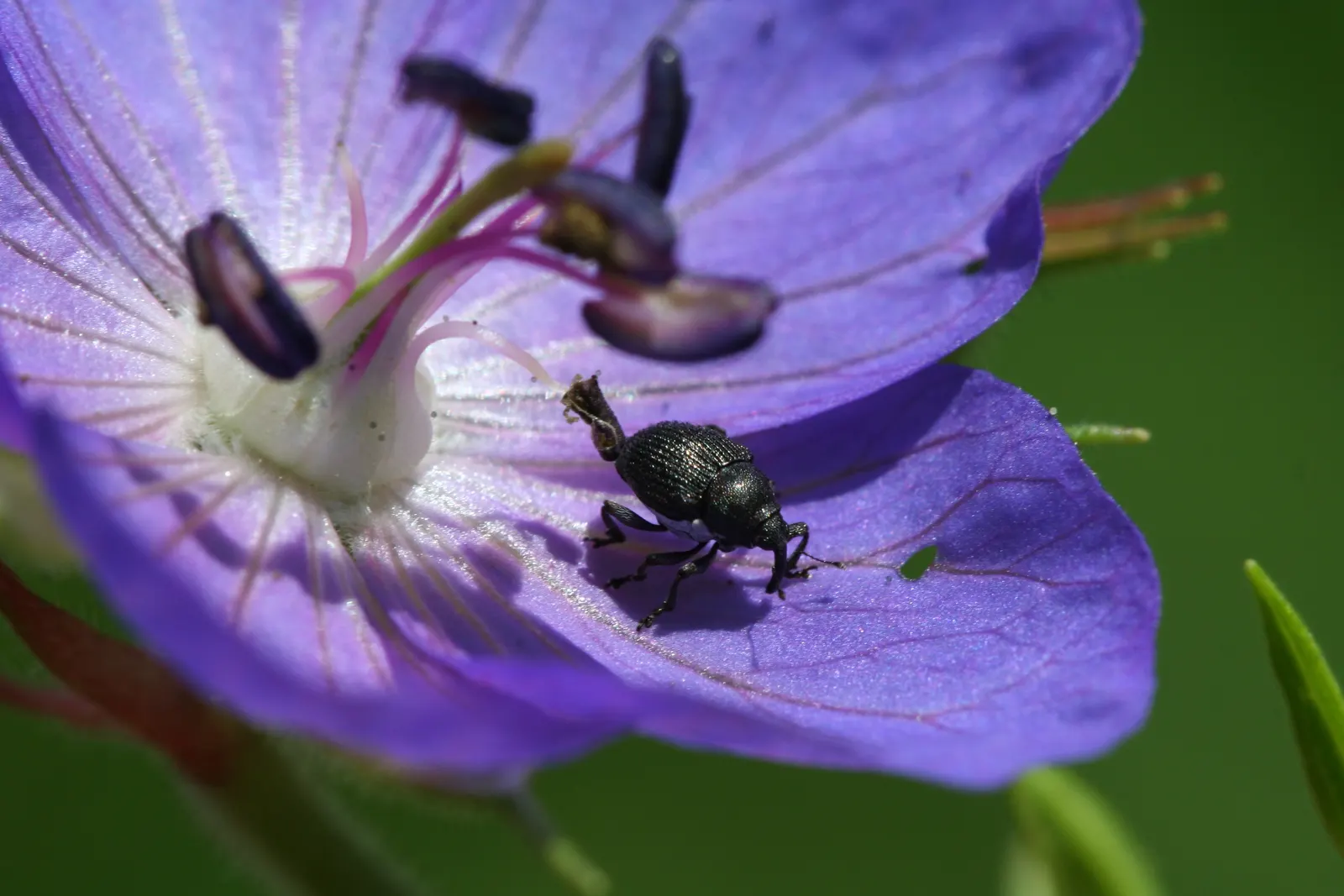 Meadow Cranesbill (Geranium Pratense) — with some varieties offering a secondary flush of flowers in early fall if deadheaded; hardy in zones 4-8, image 73