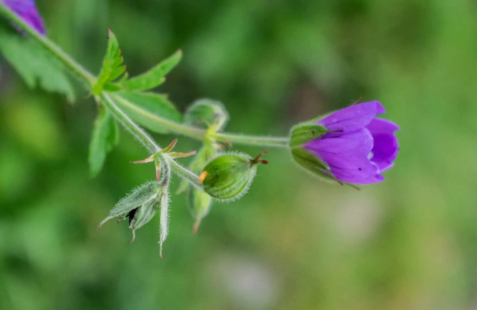 Meadow Cranesbill (Geranium Pratense) — Its maintenance is low, appealing for borders, wildflower gardens, and as groundcover; each flower spans, image 68